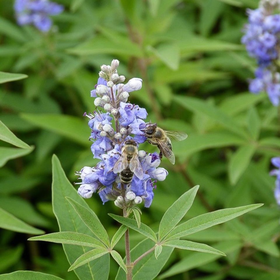 Vitex agnus-castus latifolia 3L