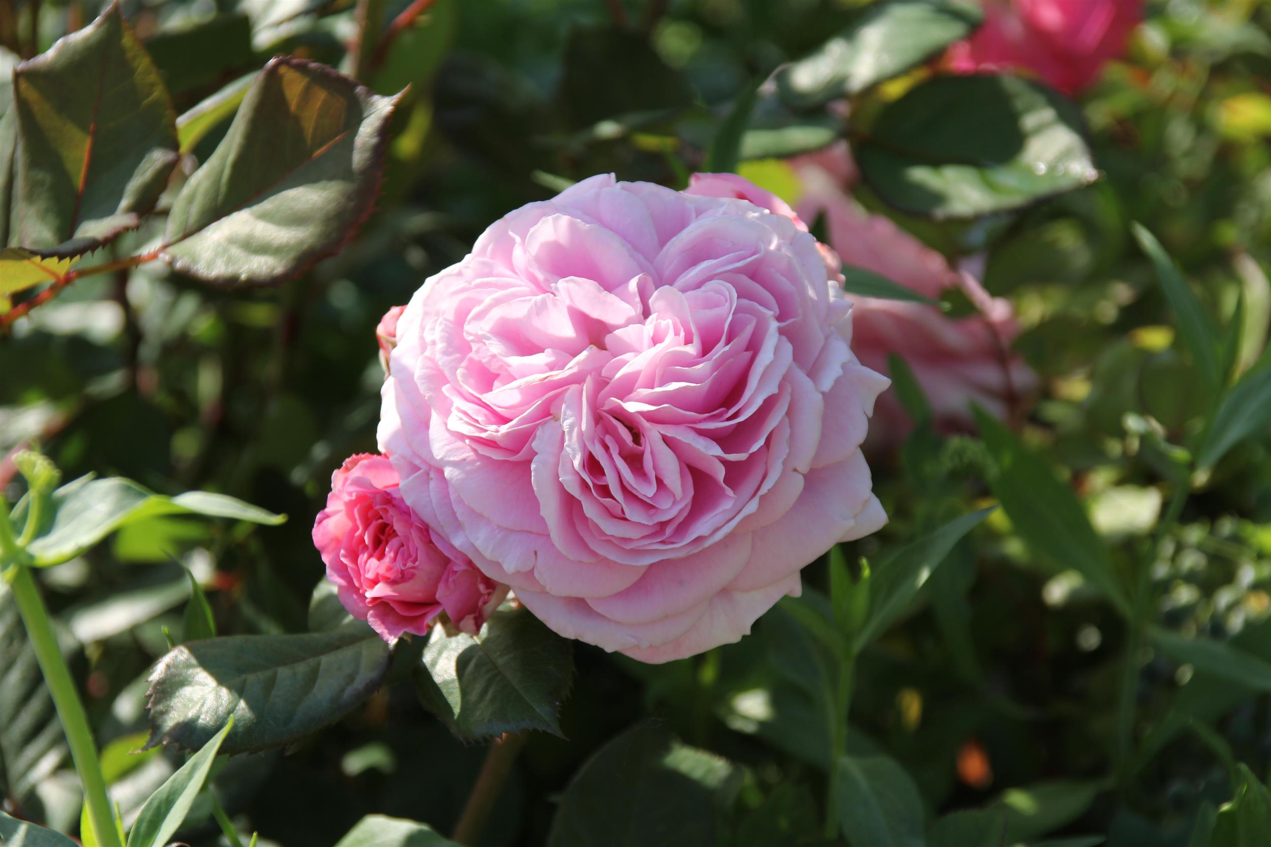 Rosengräfin Marie Henriette 15L