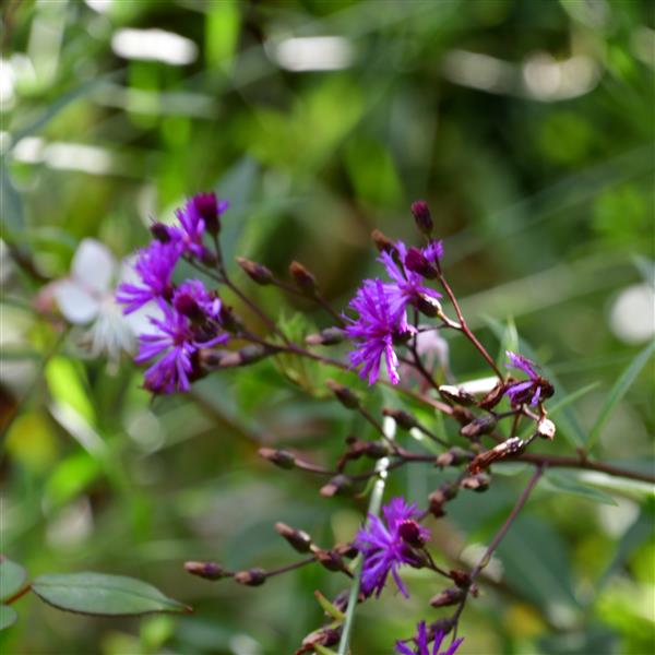 Vernonia lettermannii 1L