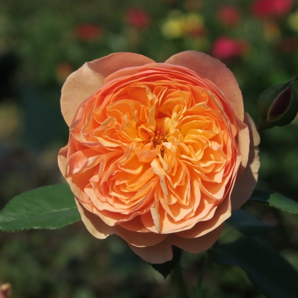 Eveline Wild Essbare Rose