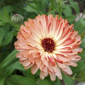 Calendula 'Bronzed Beauty' (Ringelblume)