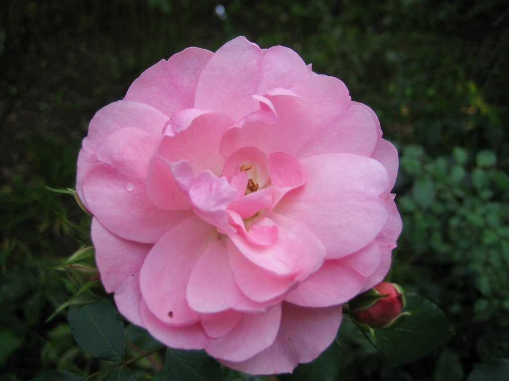 Bonica - Stammrose 60 cm