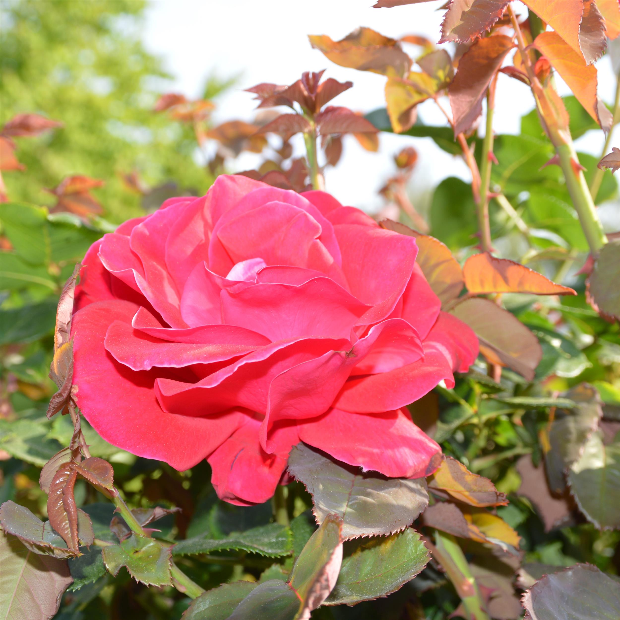 Rouge Meilove - Stammrose 60 cm