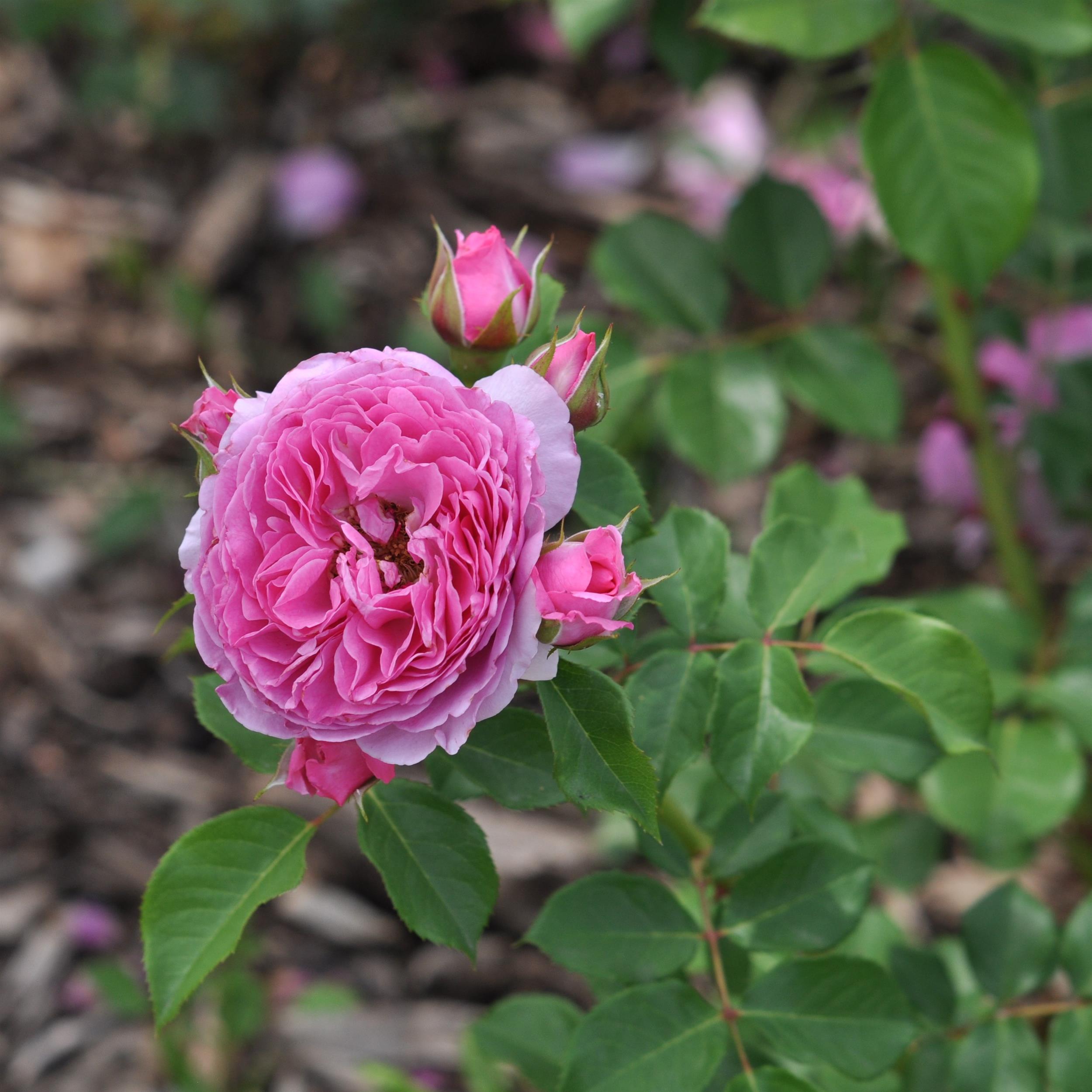 Renée van Wegberg - Essbare Rose