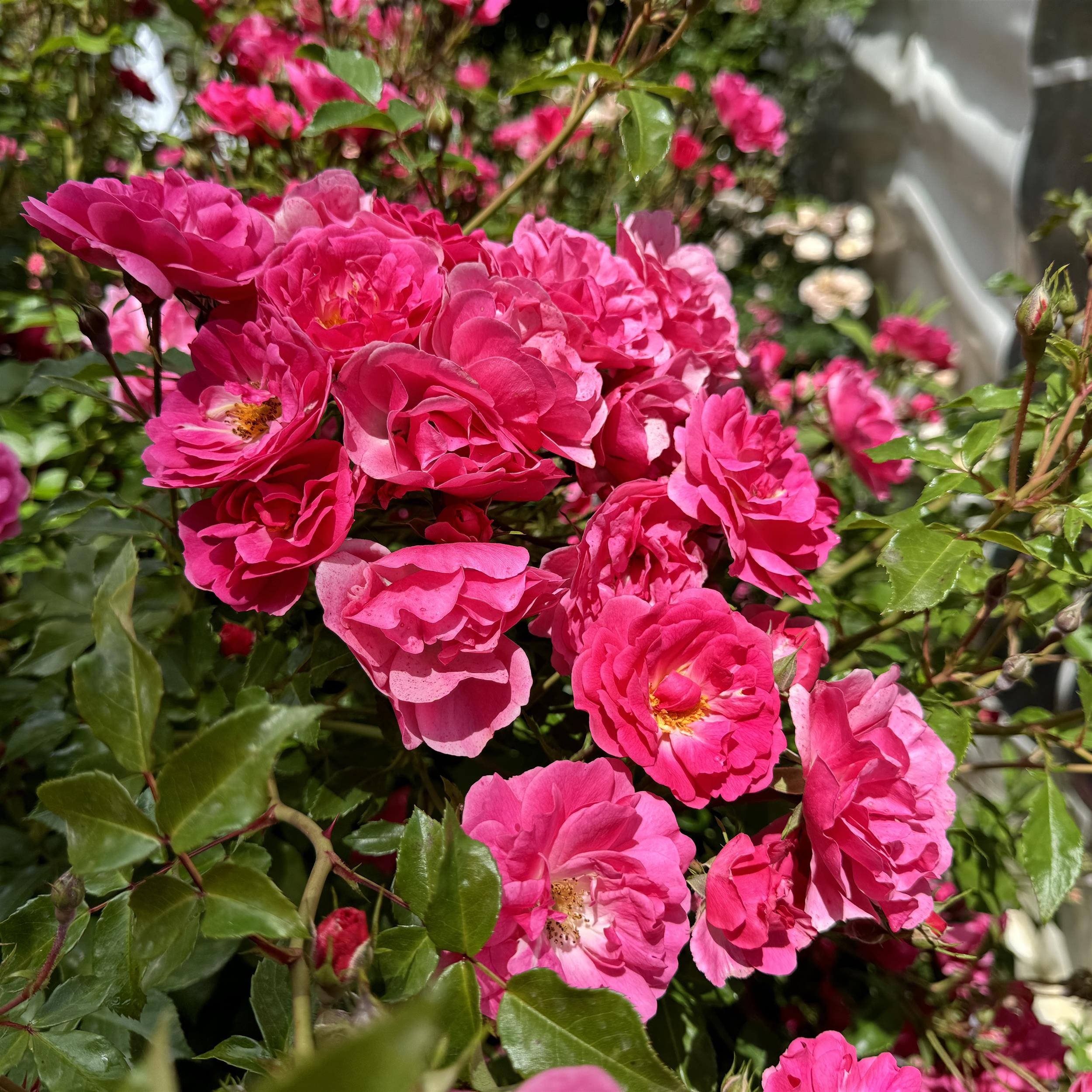 Bad Wörishofen 2005 / Pink Emely