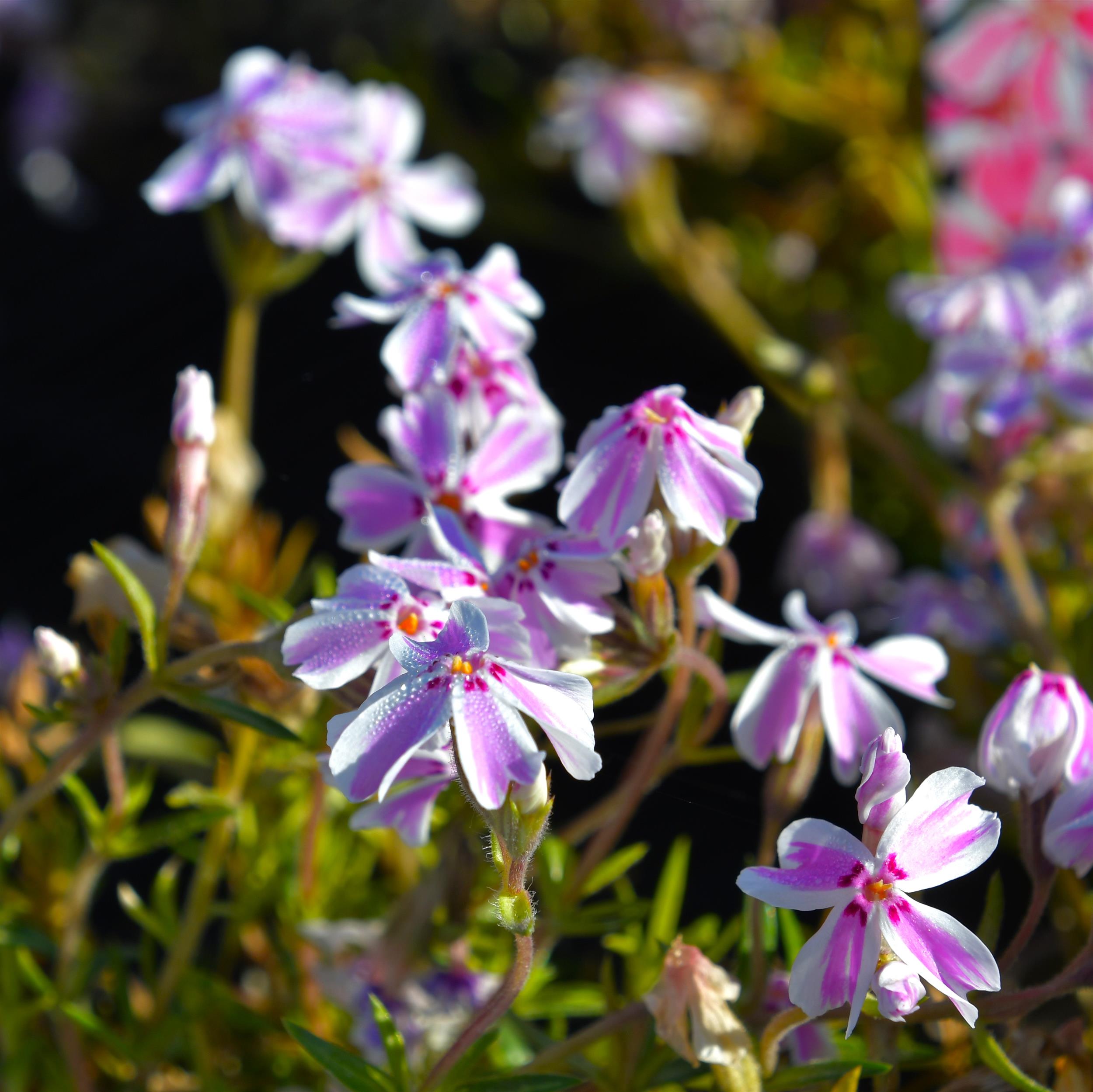 Phlox Candy Stripes