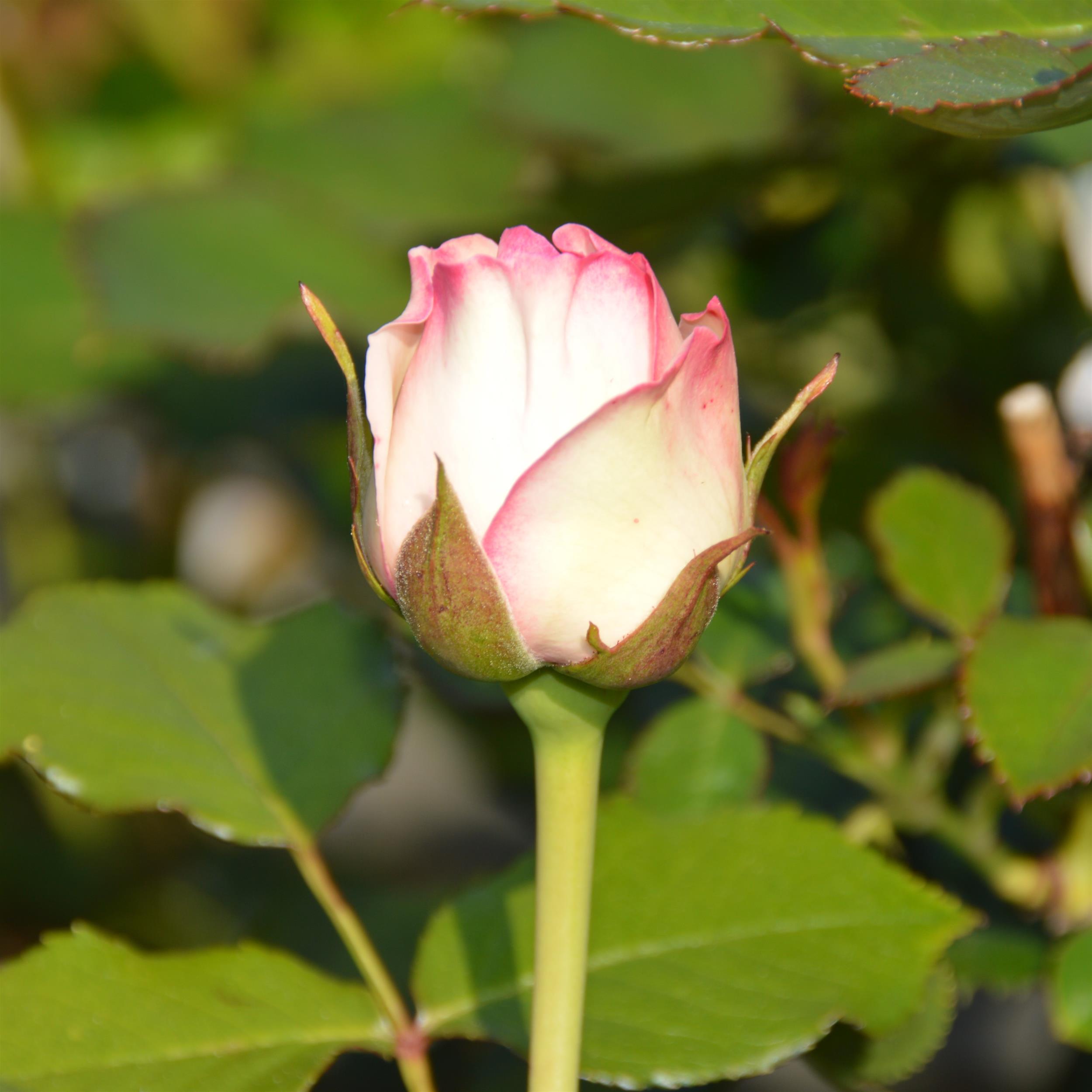 Eden Rose 85/ Pierre de Rosard - Stammrose 90 cm
