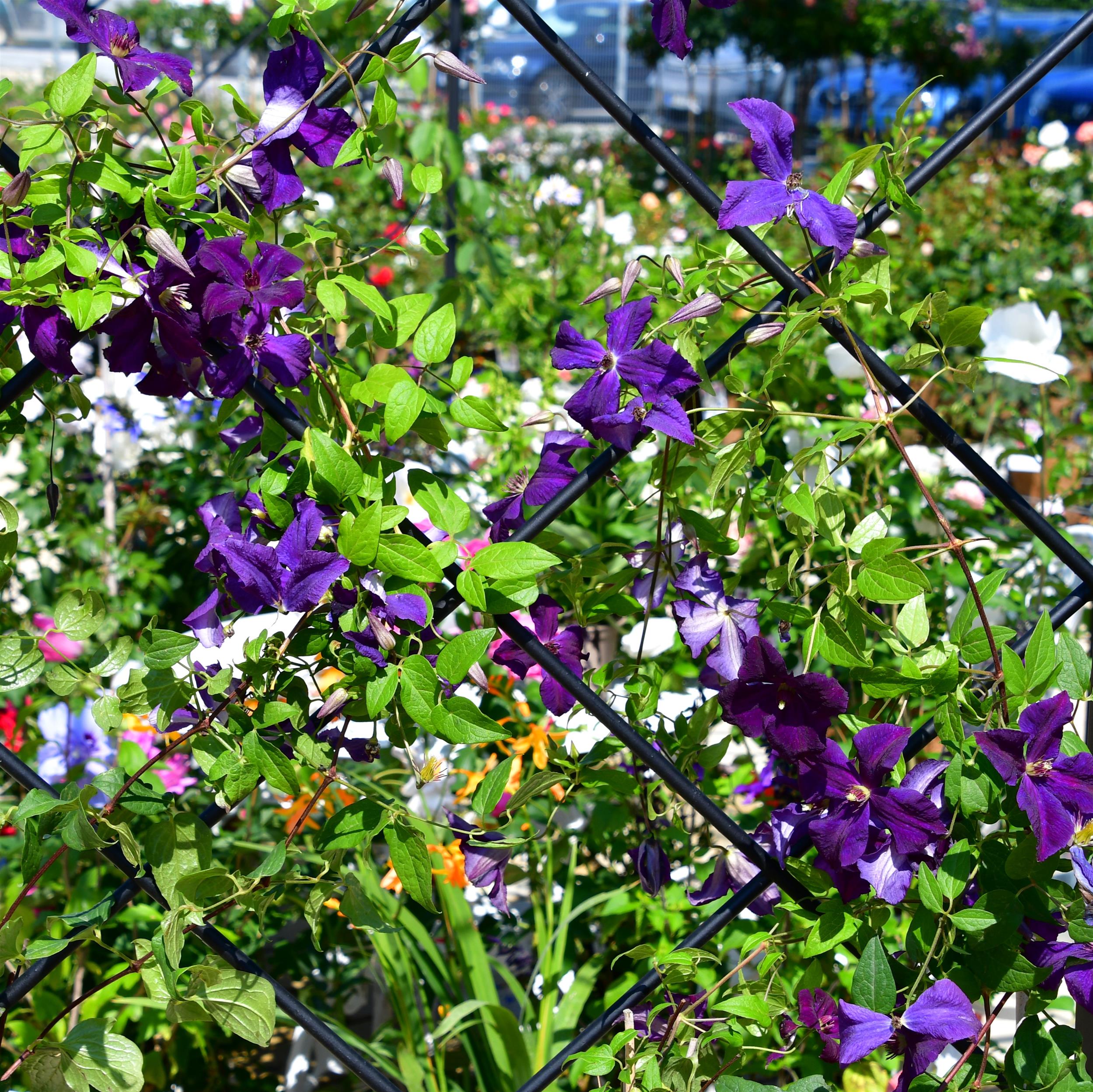 Clematis vitic.polish Spirit