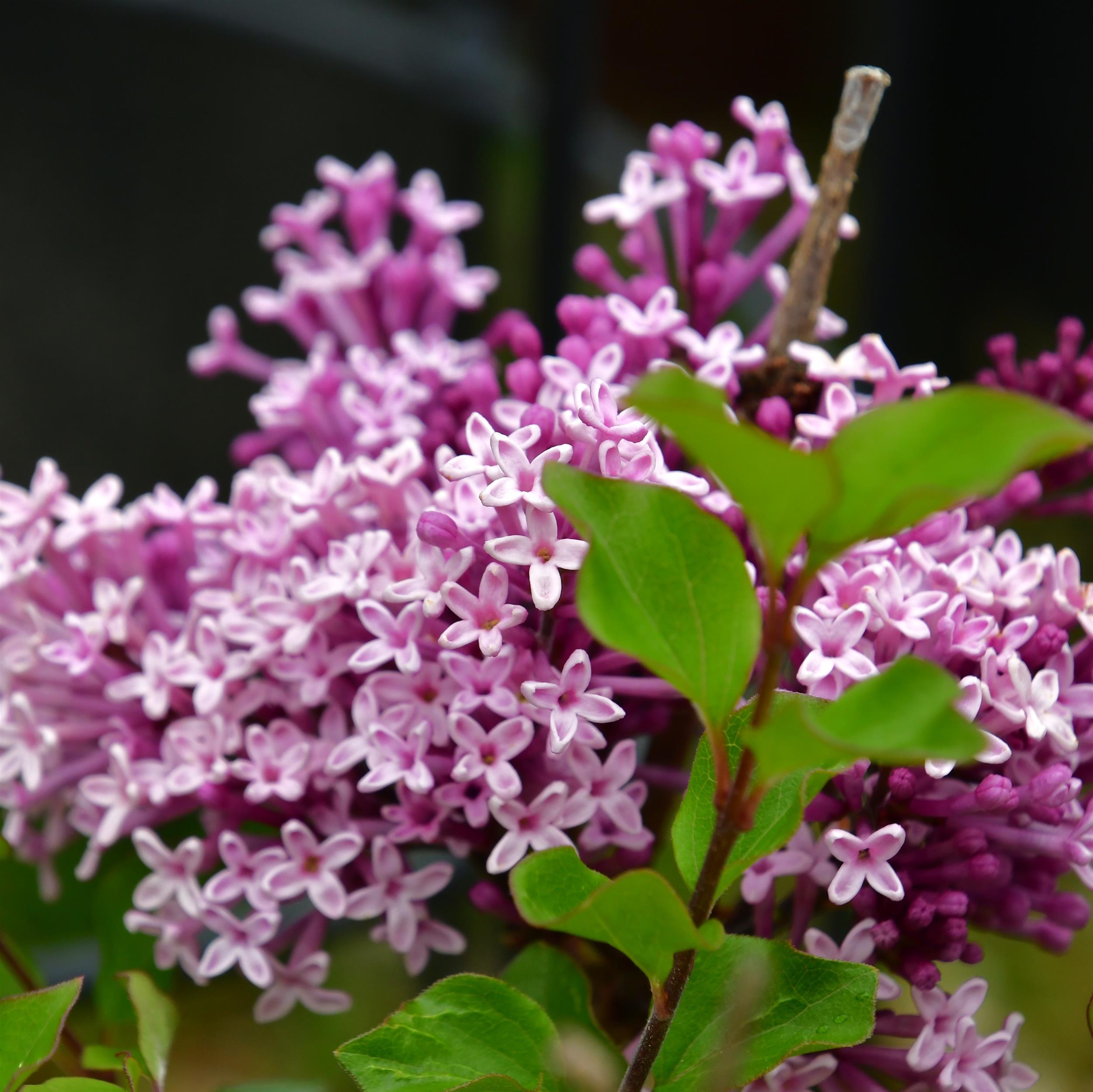 Syringa meyeri 'Palibin'