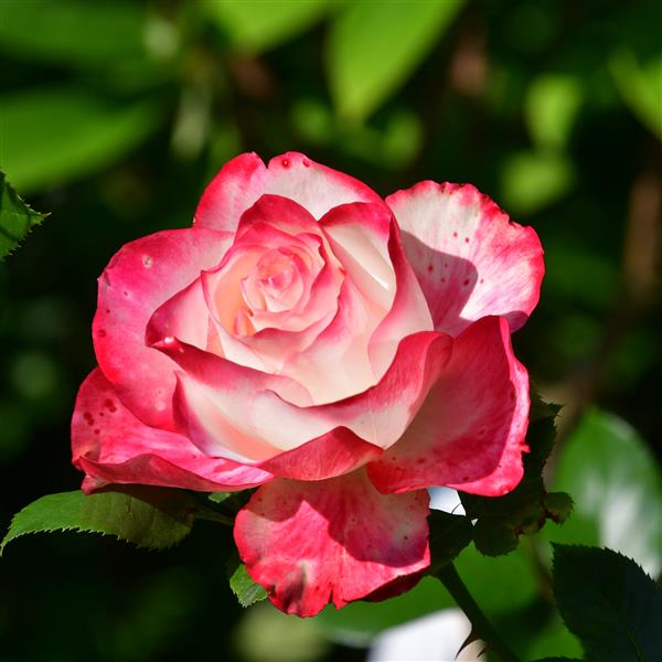 Jubilé de Prince de Monaco