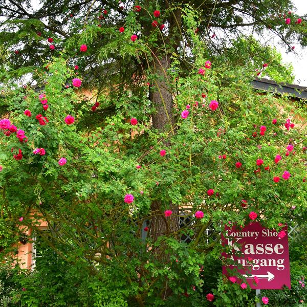 Cerise Bouquet