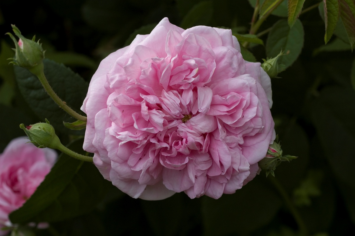 Ispahan / Pompon des Princes