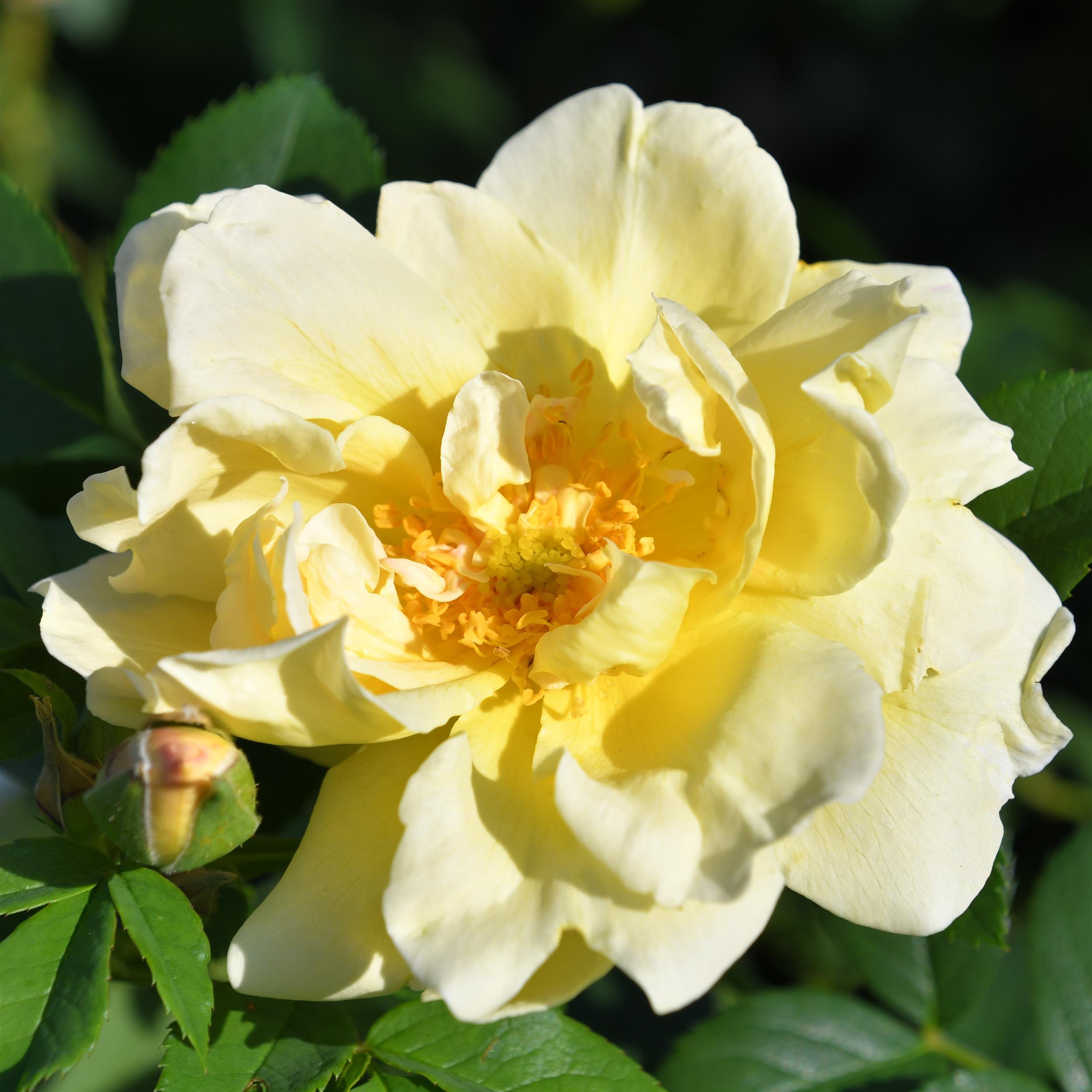 Topaz Jewel/Gelbe Dagmar Hartopp