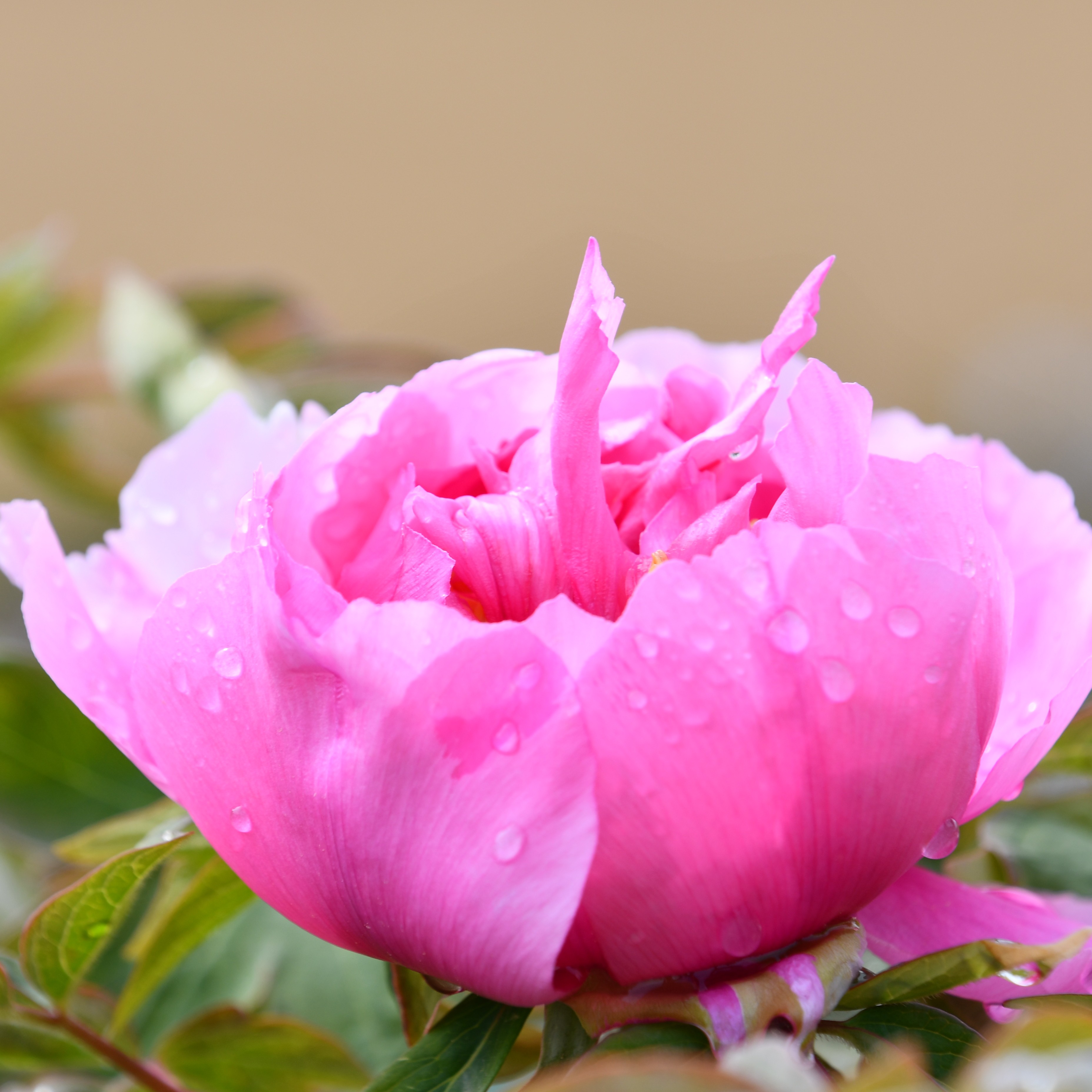 Paeonia suffruticosa Lu He Hong