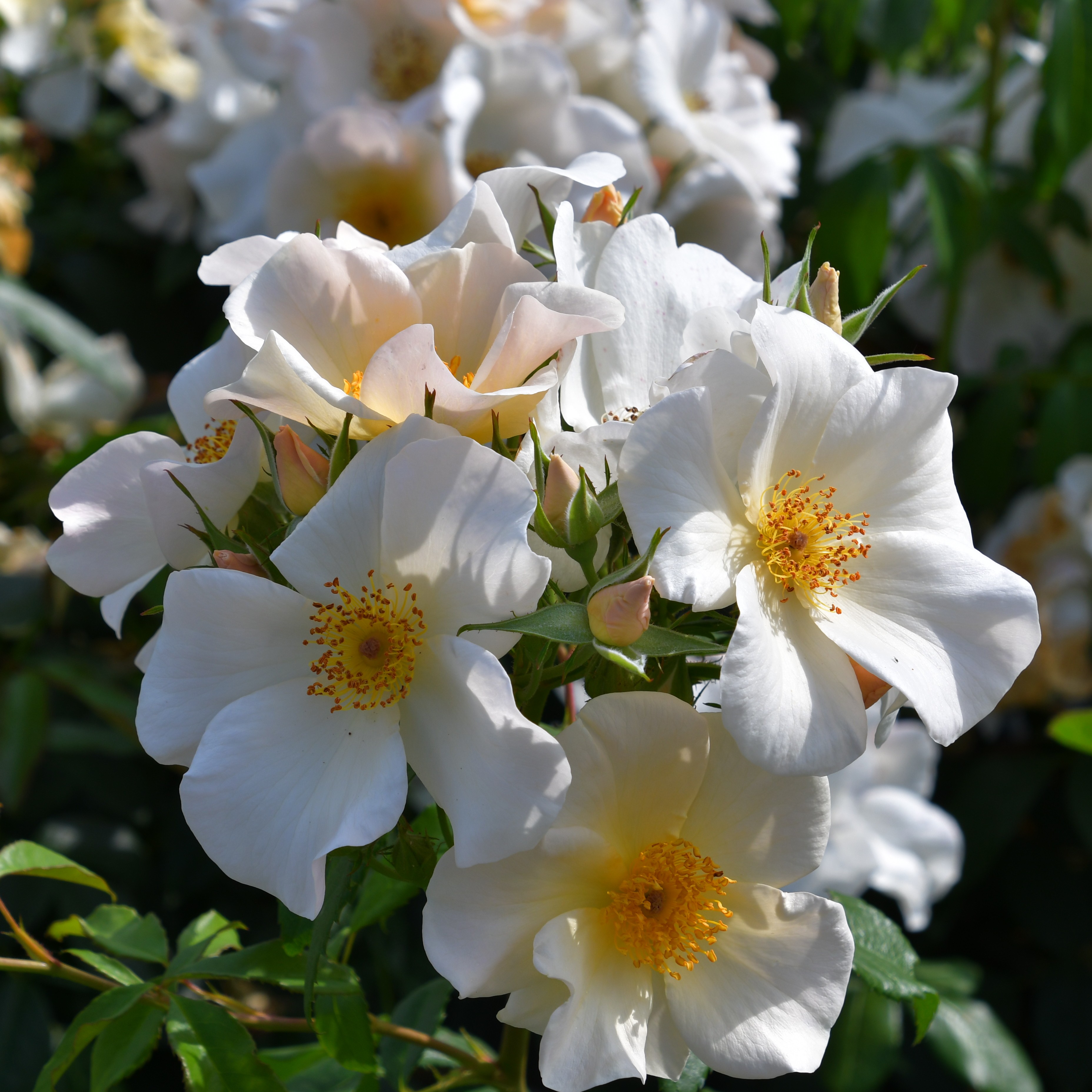 Kew Gardens