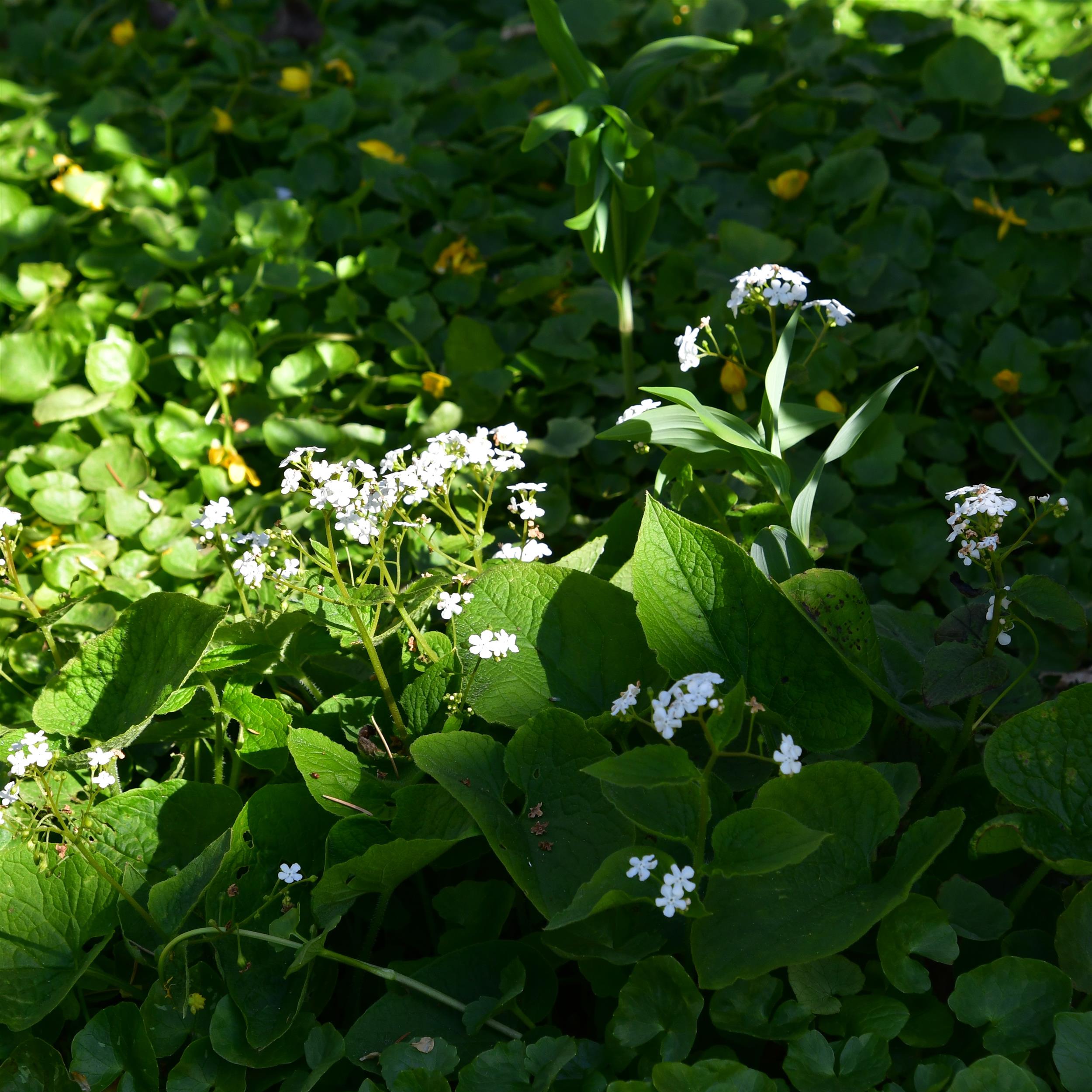 Brunnera macrophylla 'Betty Bowring'