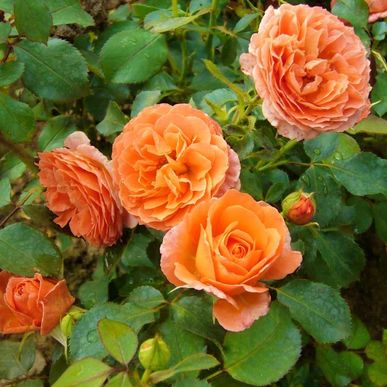 Orange Meilove