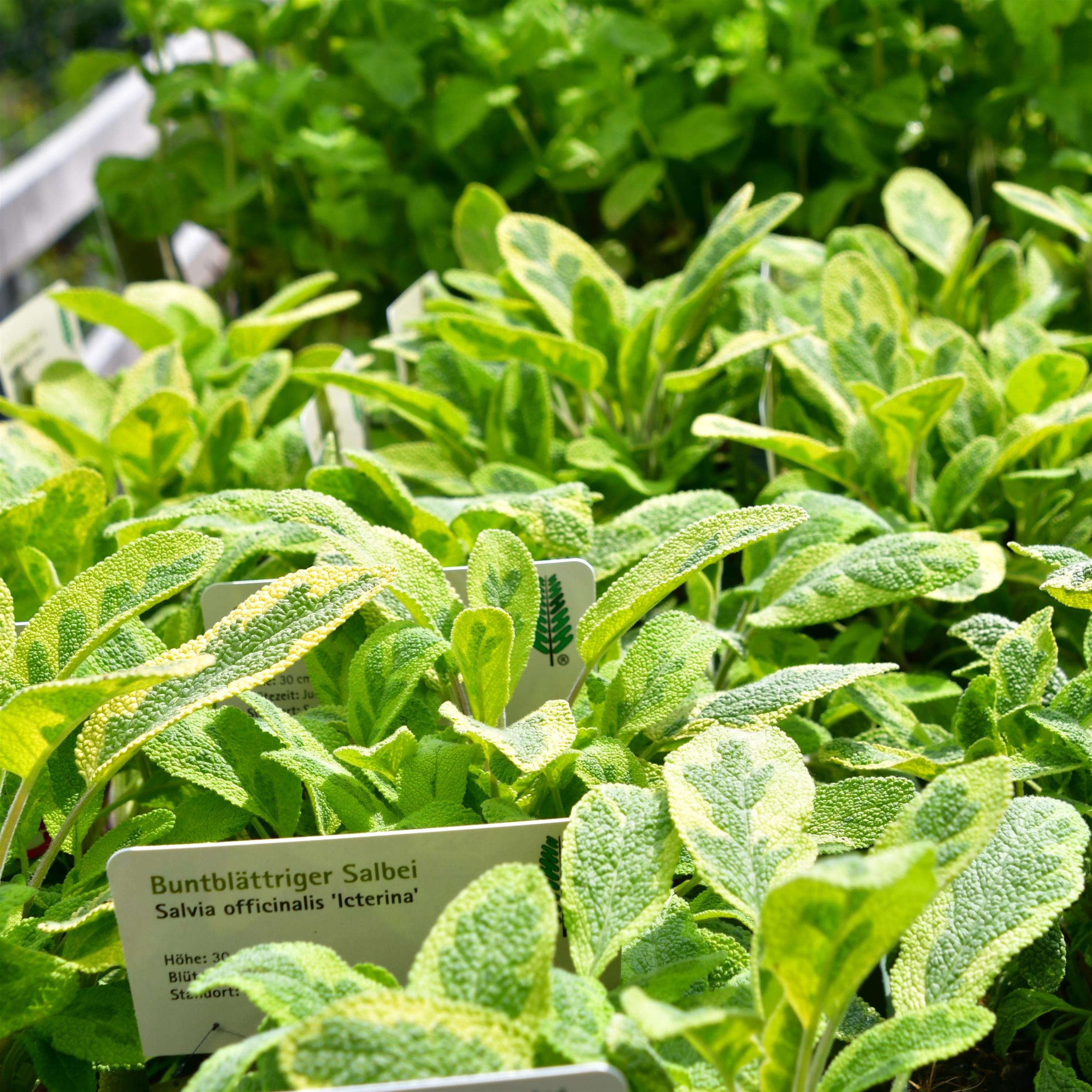 Salvia officinalis Icterina P1 max