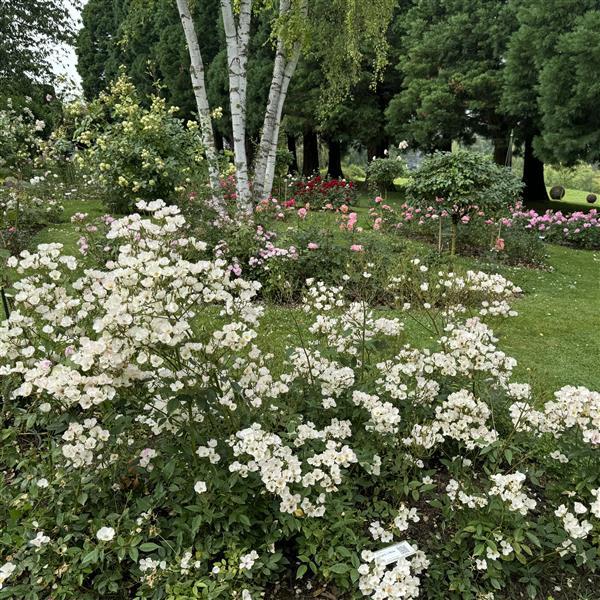 Lucy´s Rose - Stammrose 110 cm