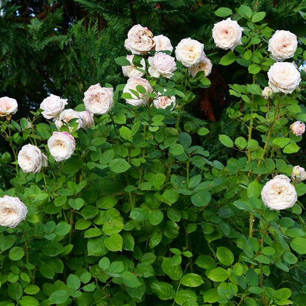 Royal Victoria