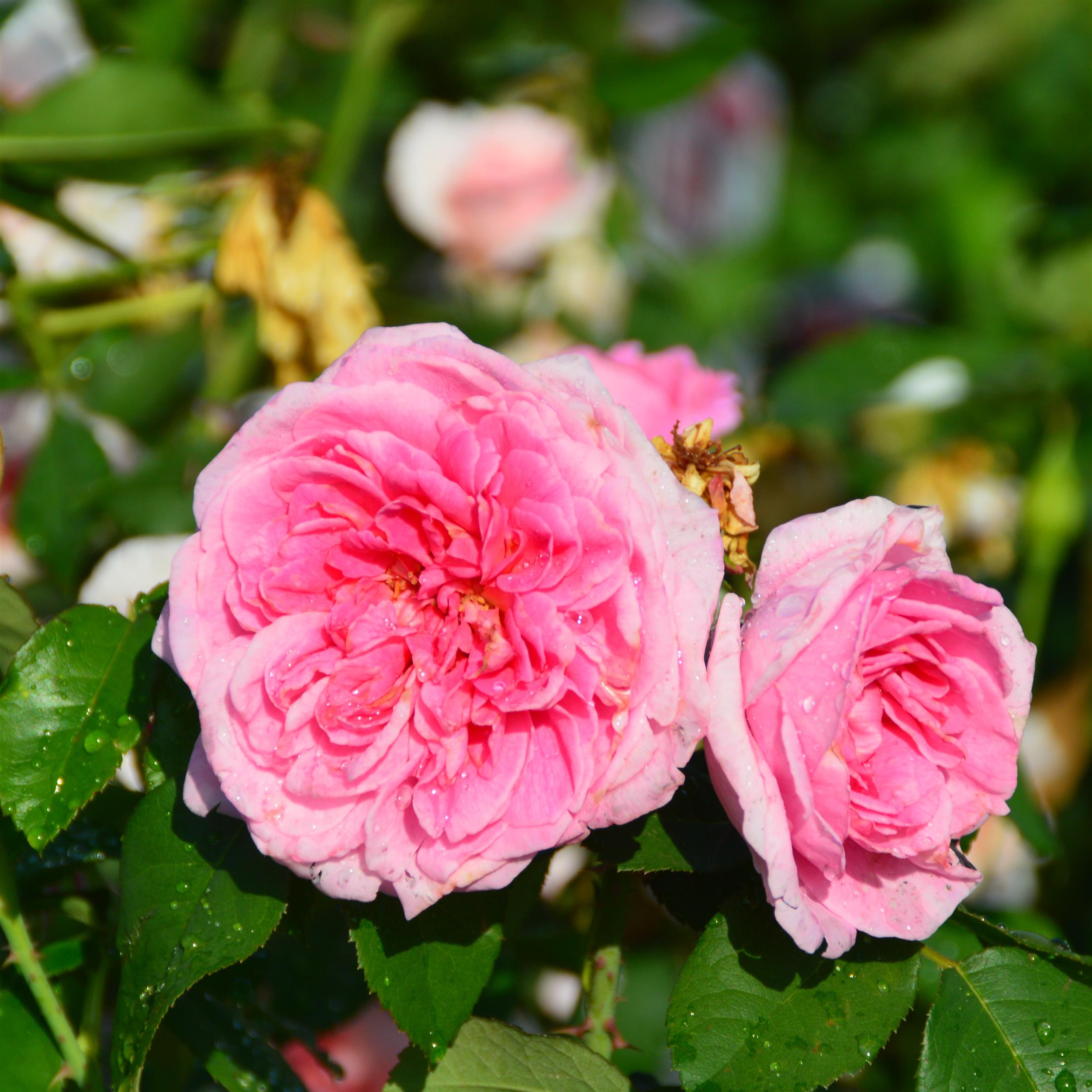 Gertrude Jekyll - Stammrose 90 cm