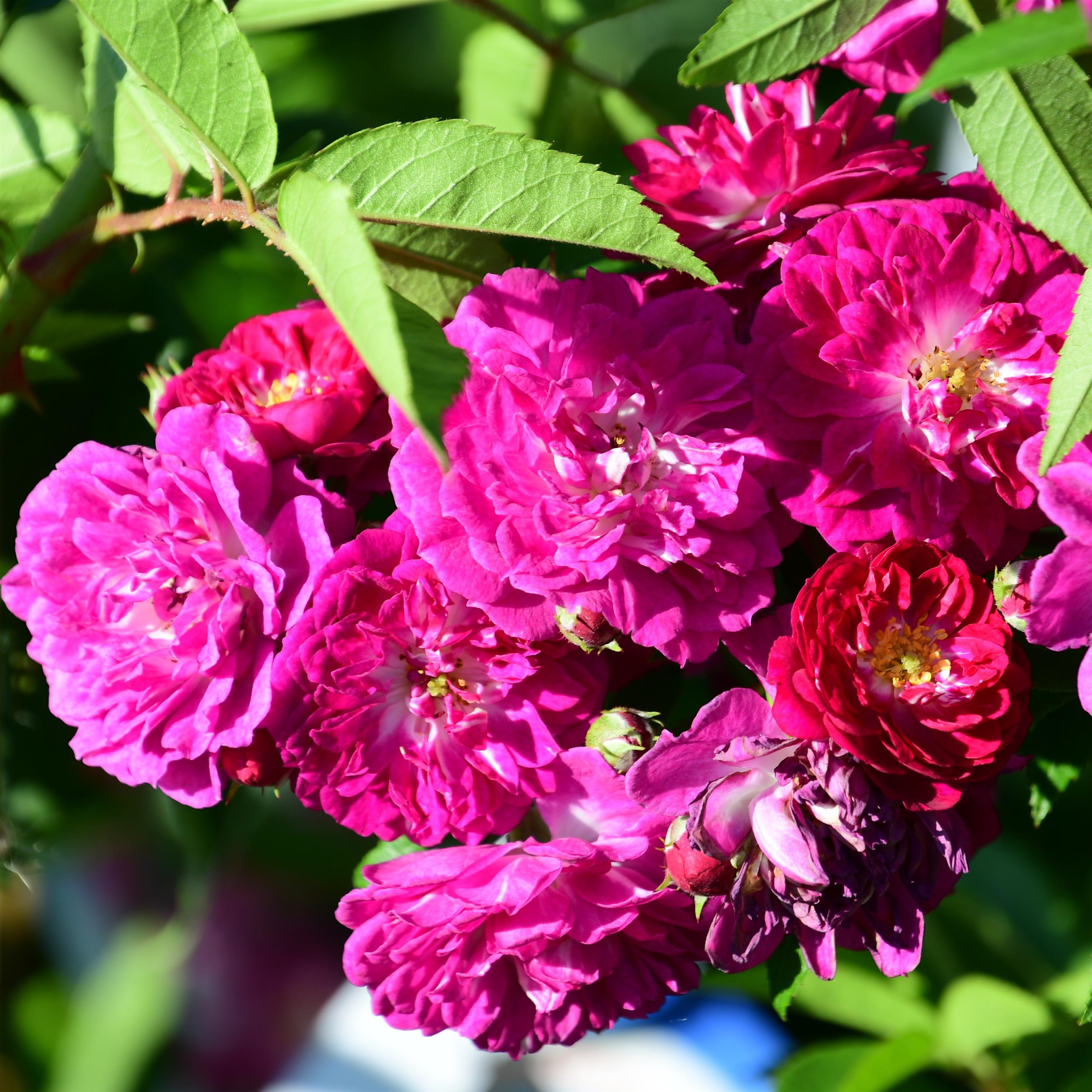 Perennial Blue - Stammrose 110 cm