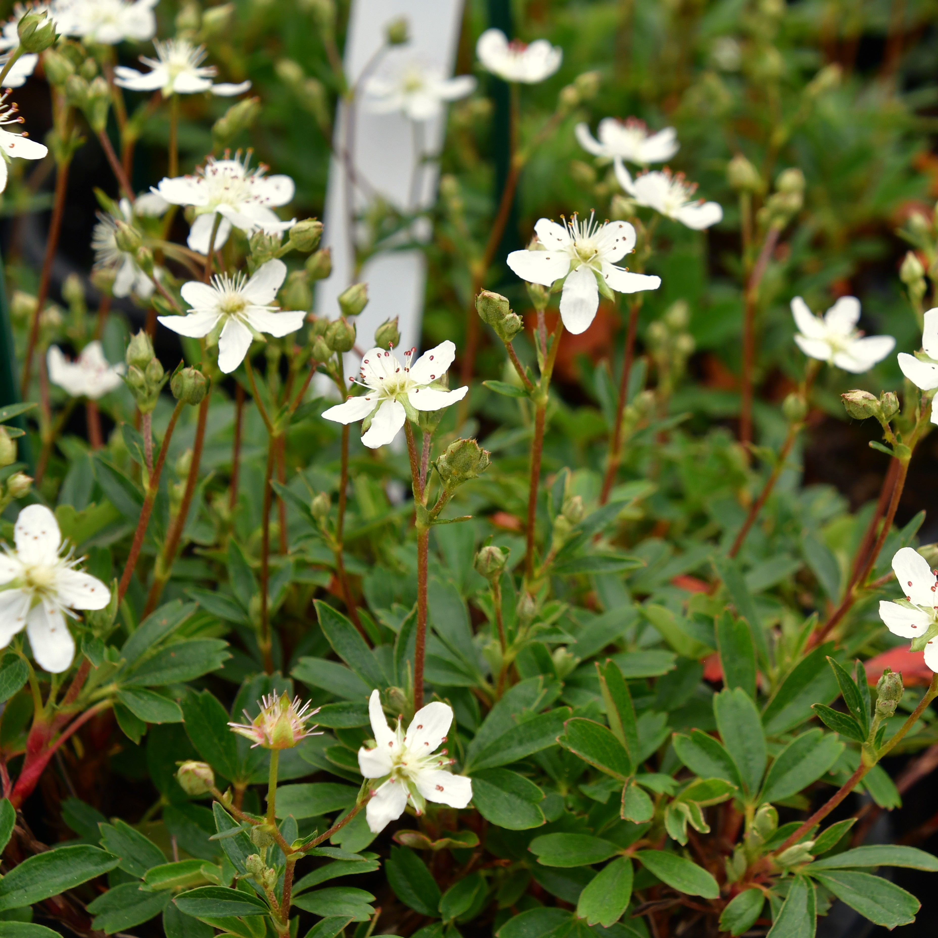 Potentilla tridentata 'Nuuk'