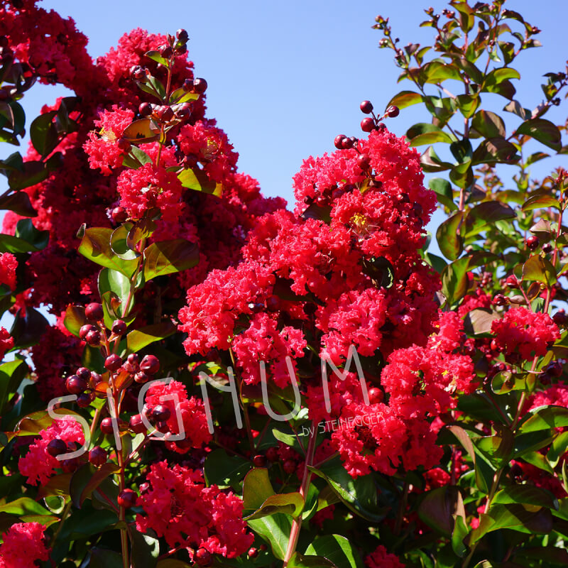 Lagerstroemia Dynamite 5L