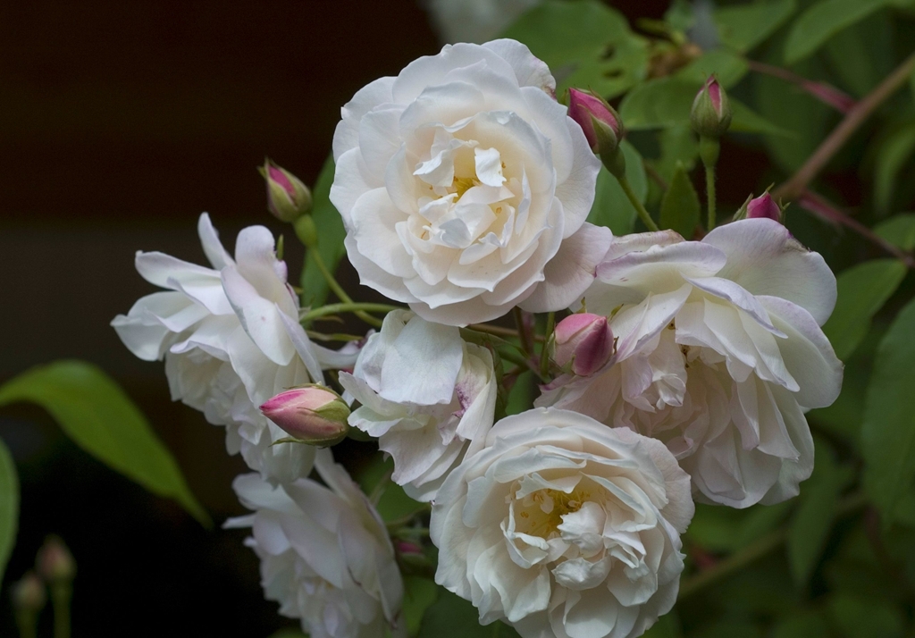 Scarman´s Himalayan Musk
