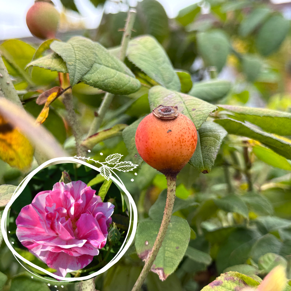 Hagebuttenrosen-Set wurzelnackt: Wenn Farben Früchte tragen