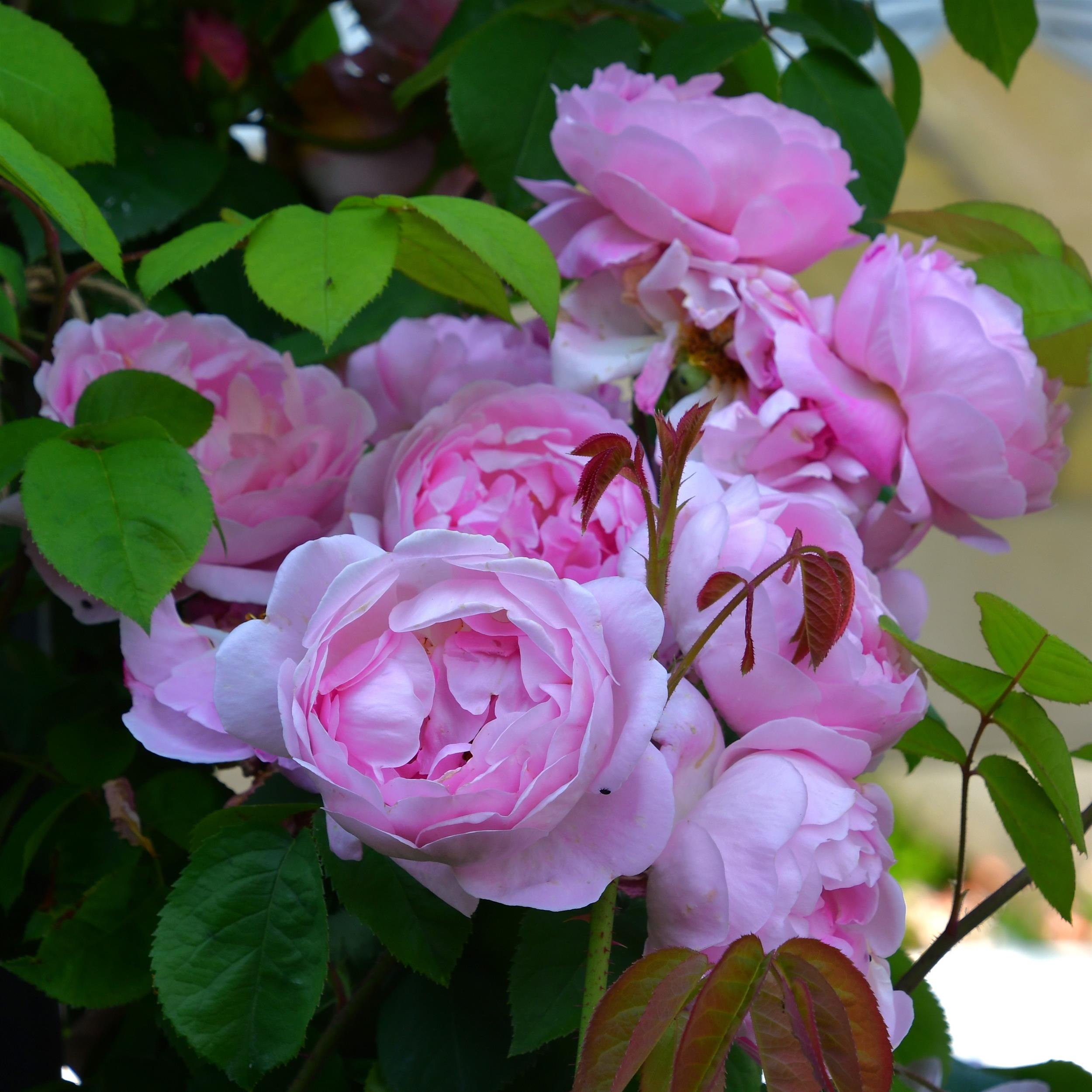 Constance Spry