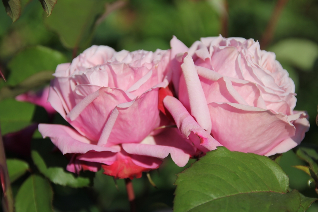 Soeur Emmanuelle/ Dieter Müller