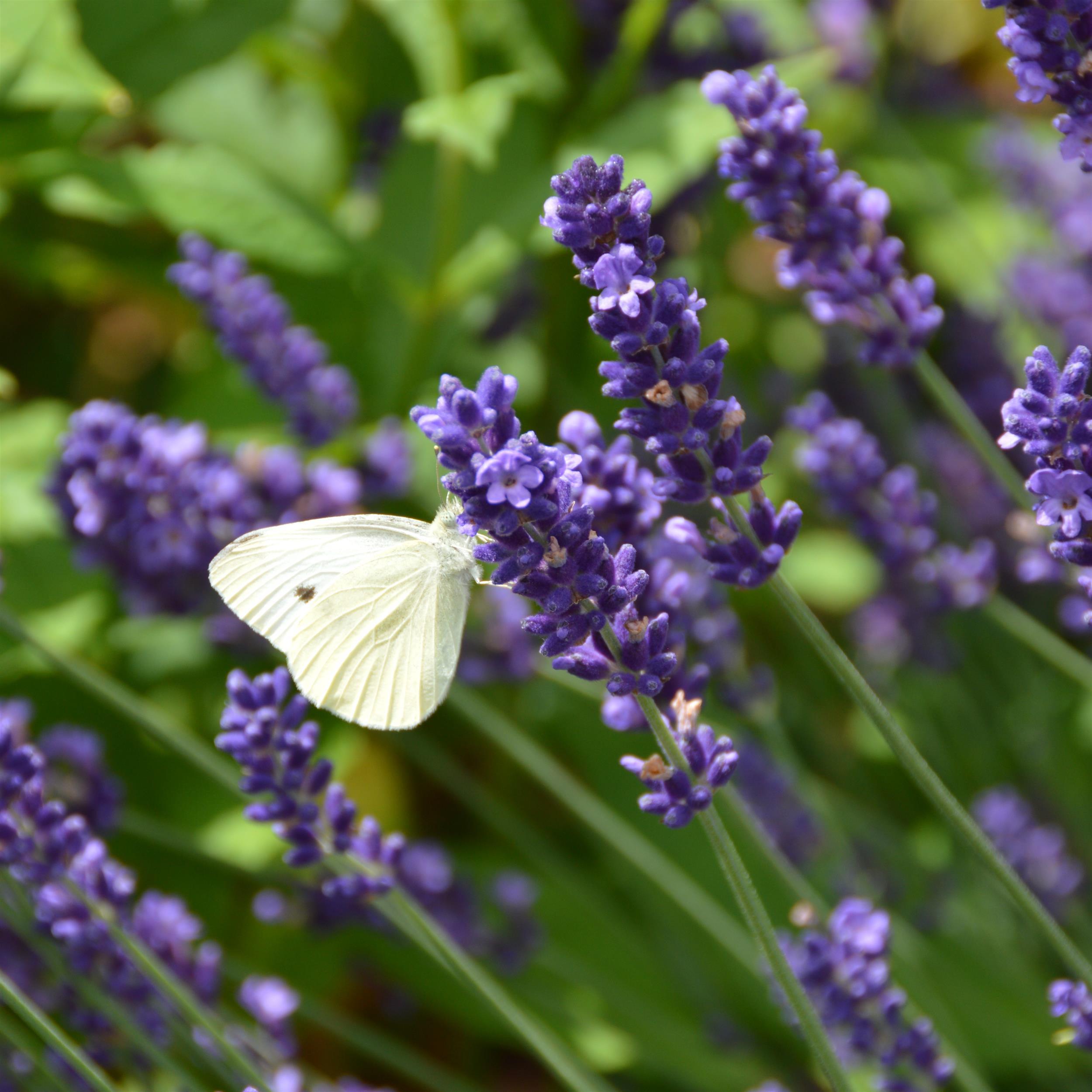Lavandula angustifolia ´Hidcote Blue` 2L