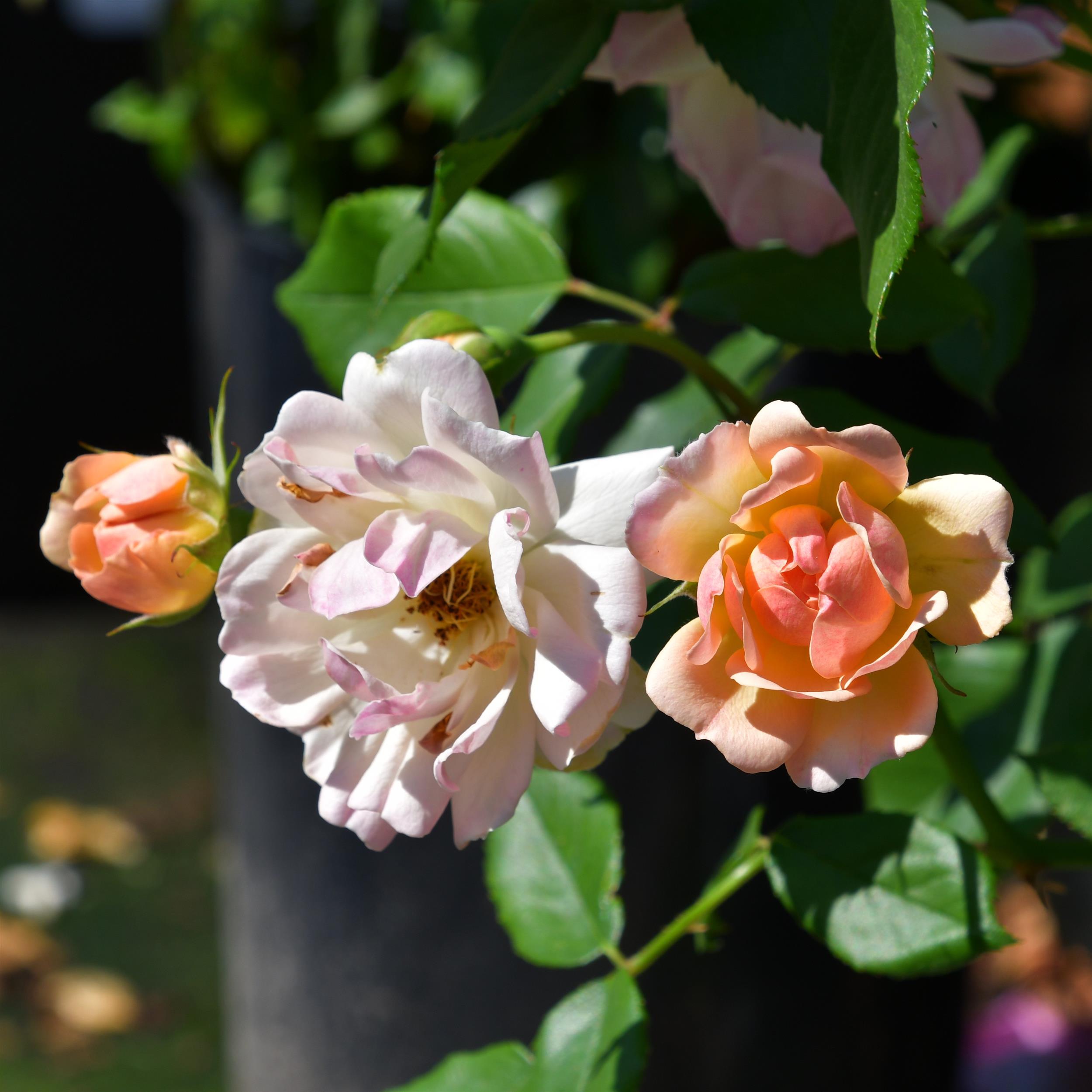 Phyllis Bide