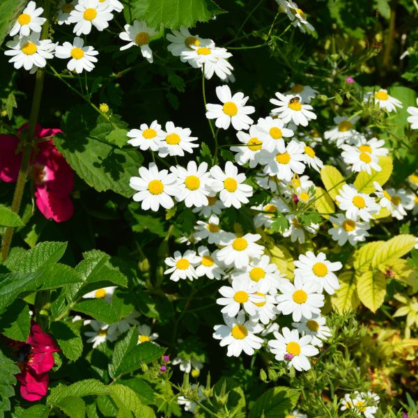 Tanacetum parthenium - Mutterkraut 1L