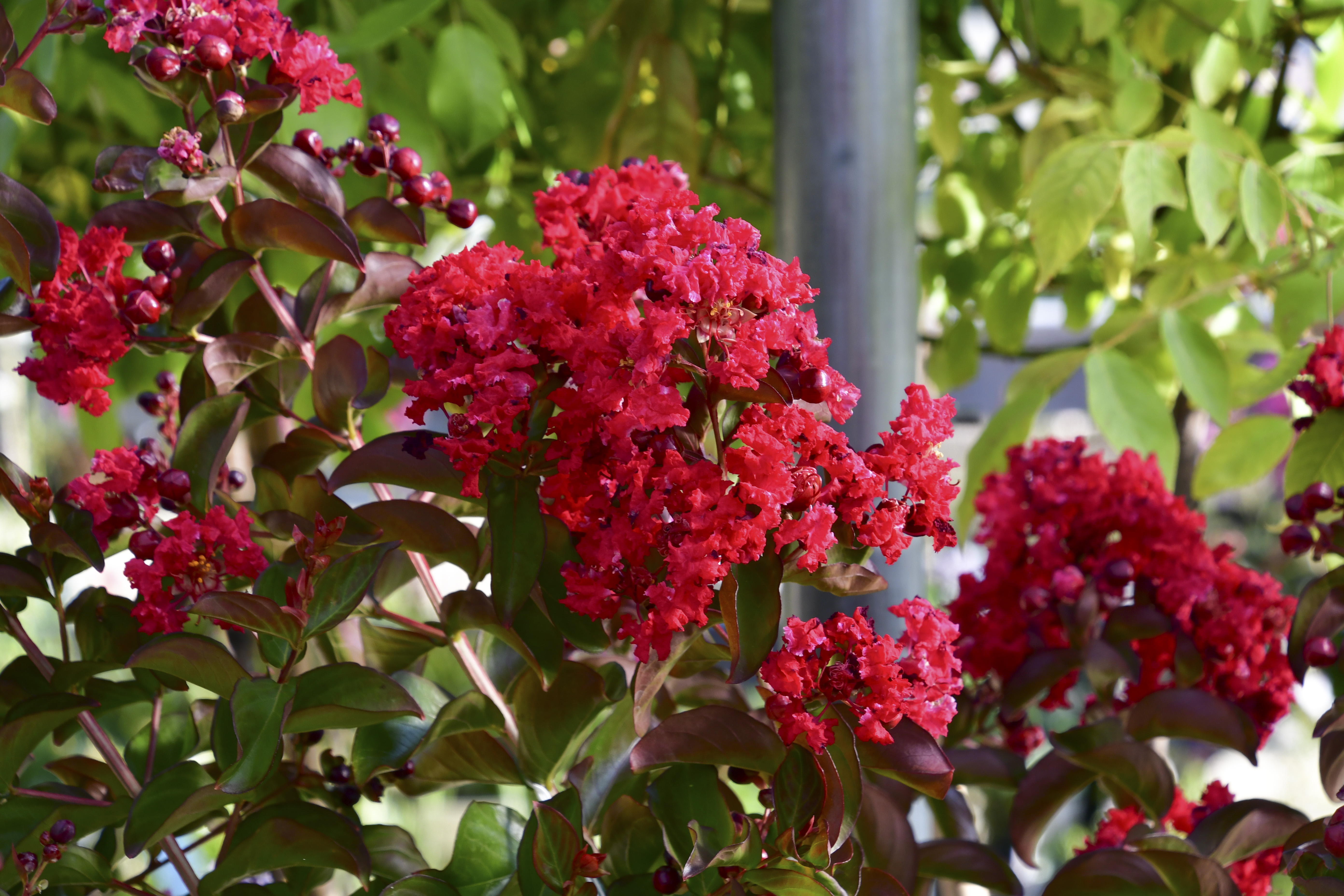 Lagerstroemia Dynamite 5L