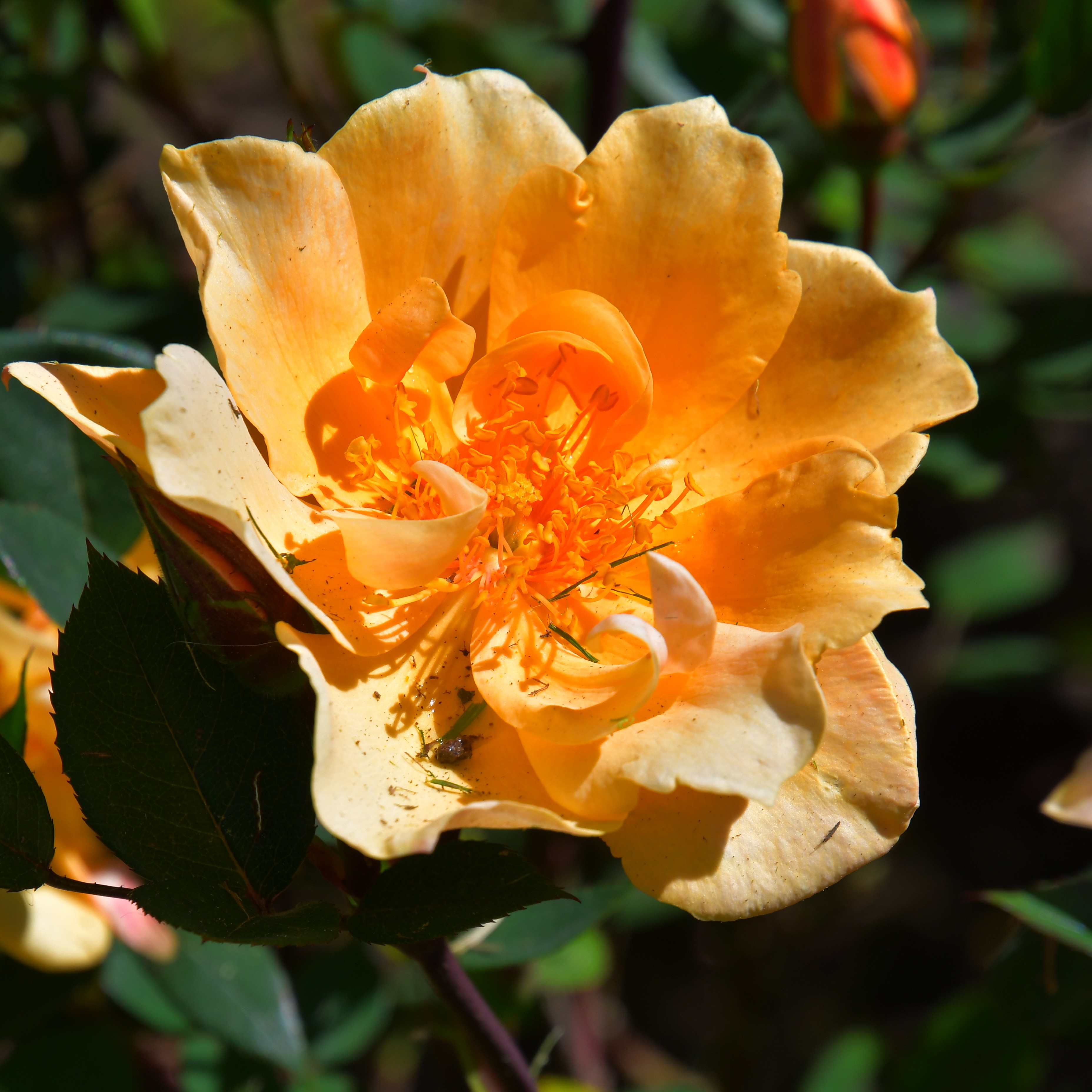 Humphrey`s Rose