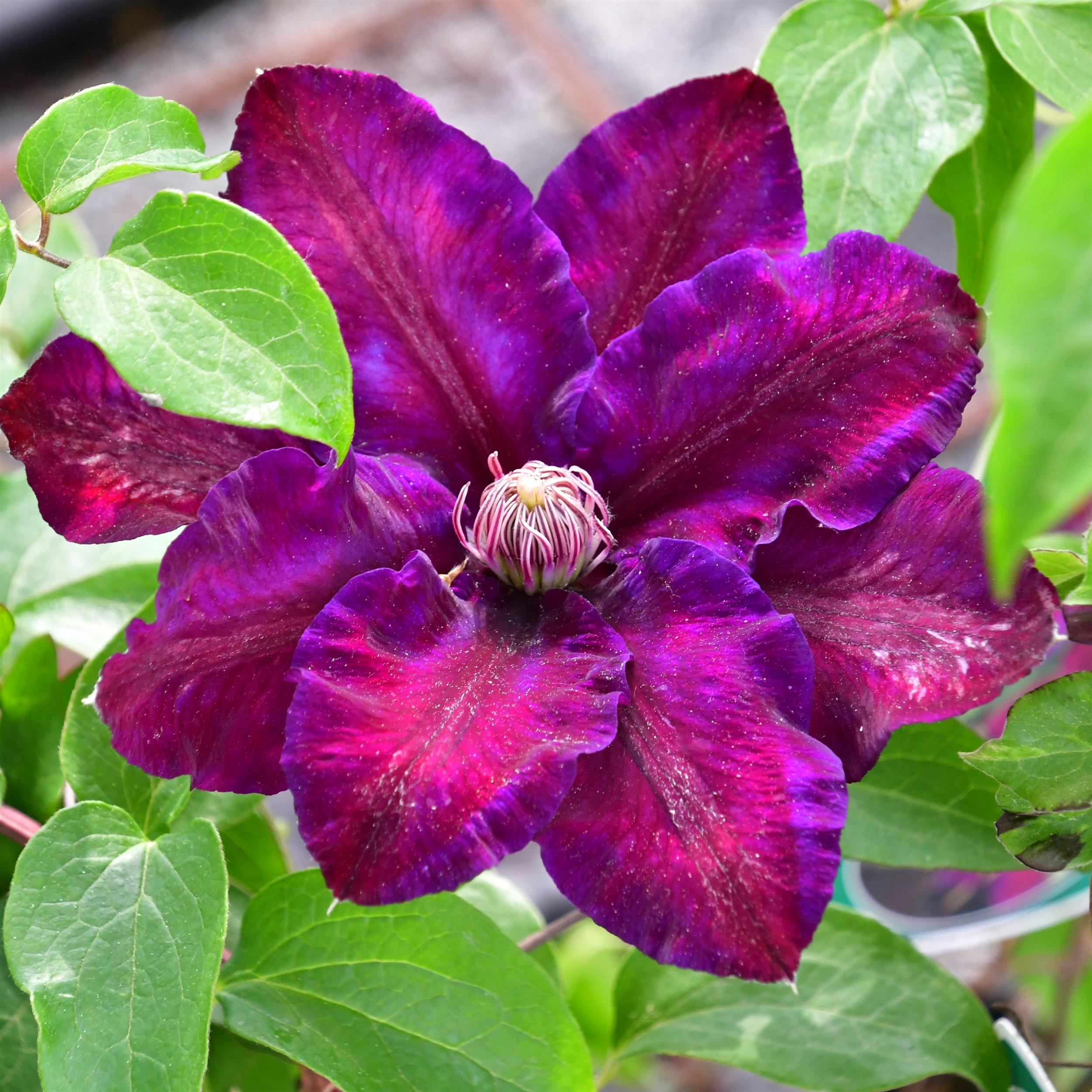 Clematis Hyb. Saalomon