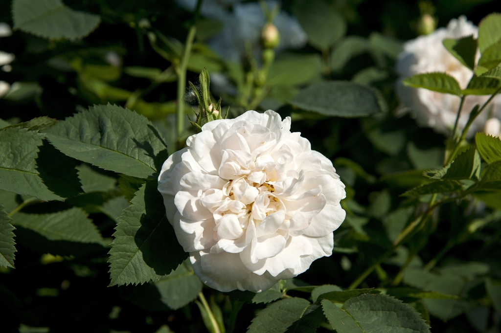 Alba Maxima