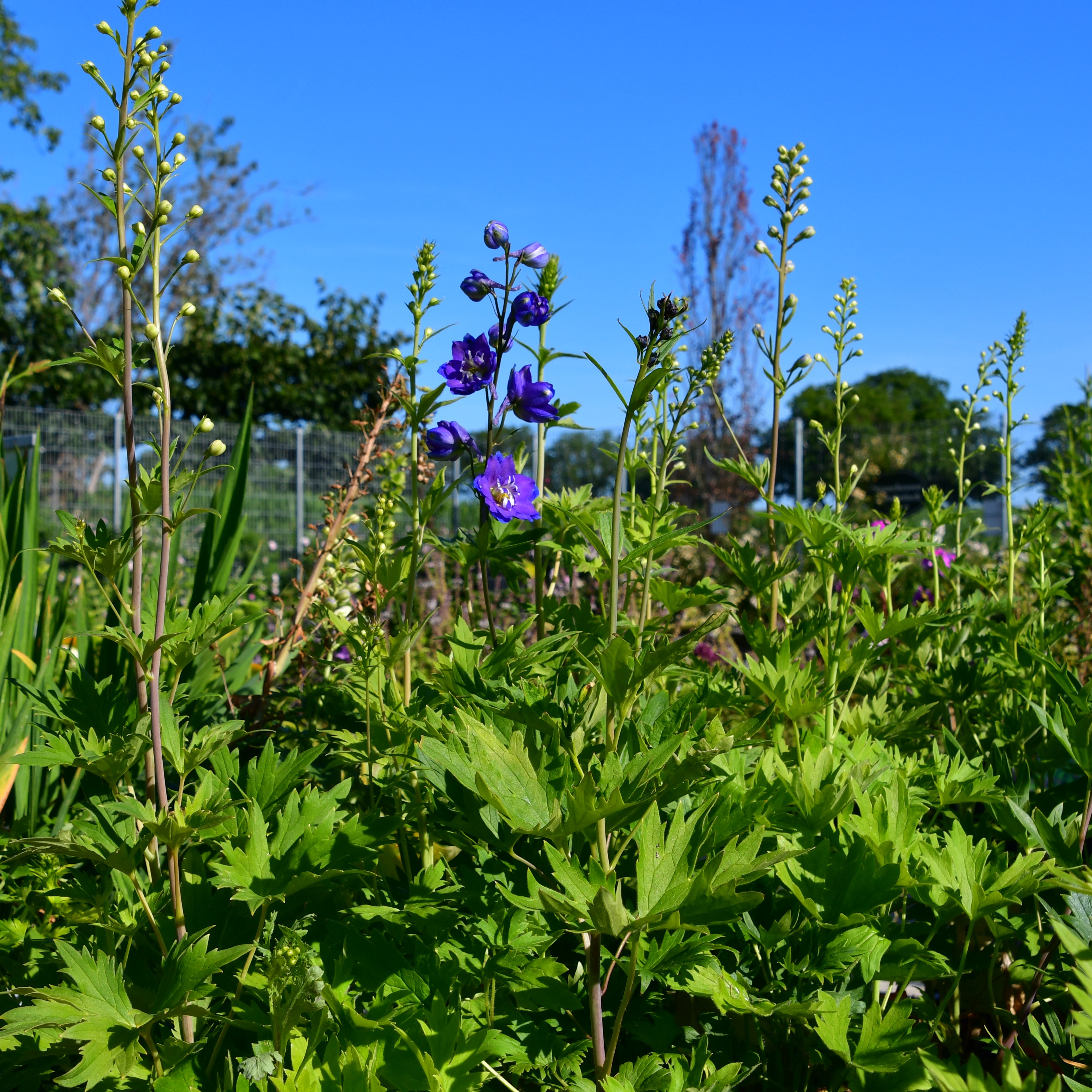 Delphinium x cul. Power 2L