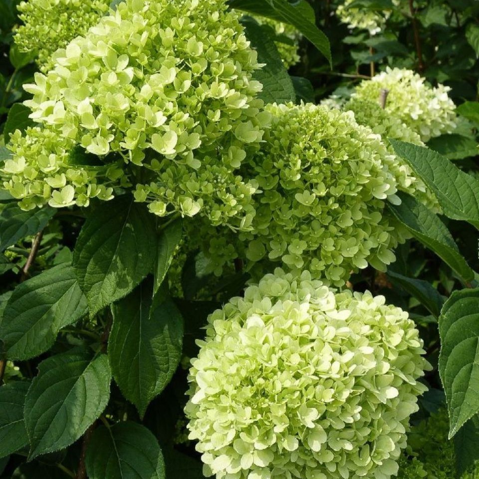 Hydrangea paniculata 'Limelight'  -R-