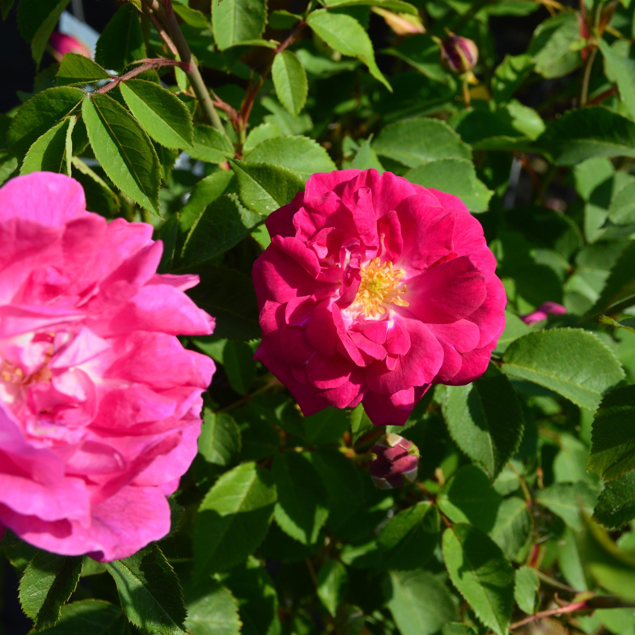 Futtacker Schlingrose