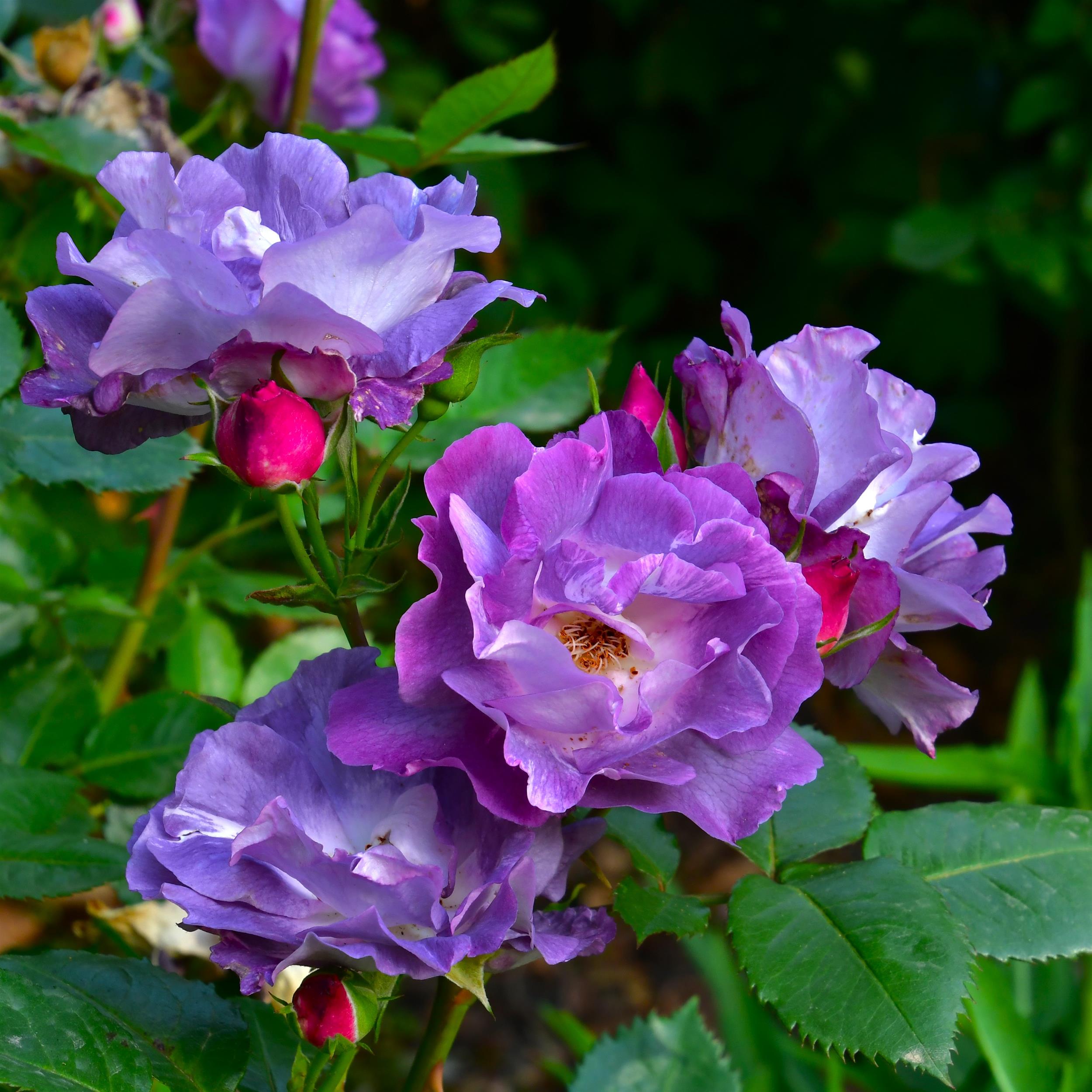 Blue for You - Stammrose 90 cm