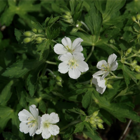 Geranium maculatum 'Album' 1L