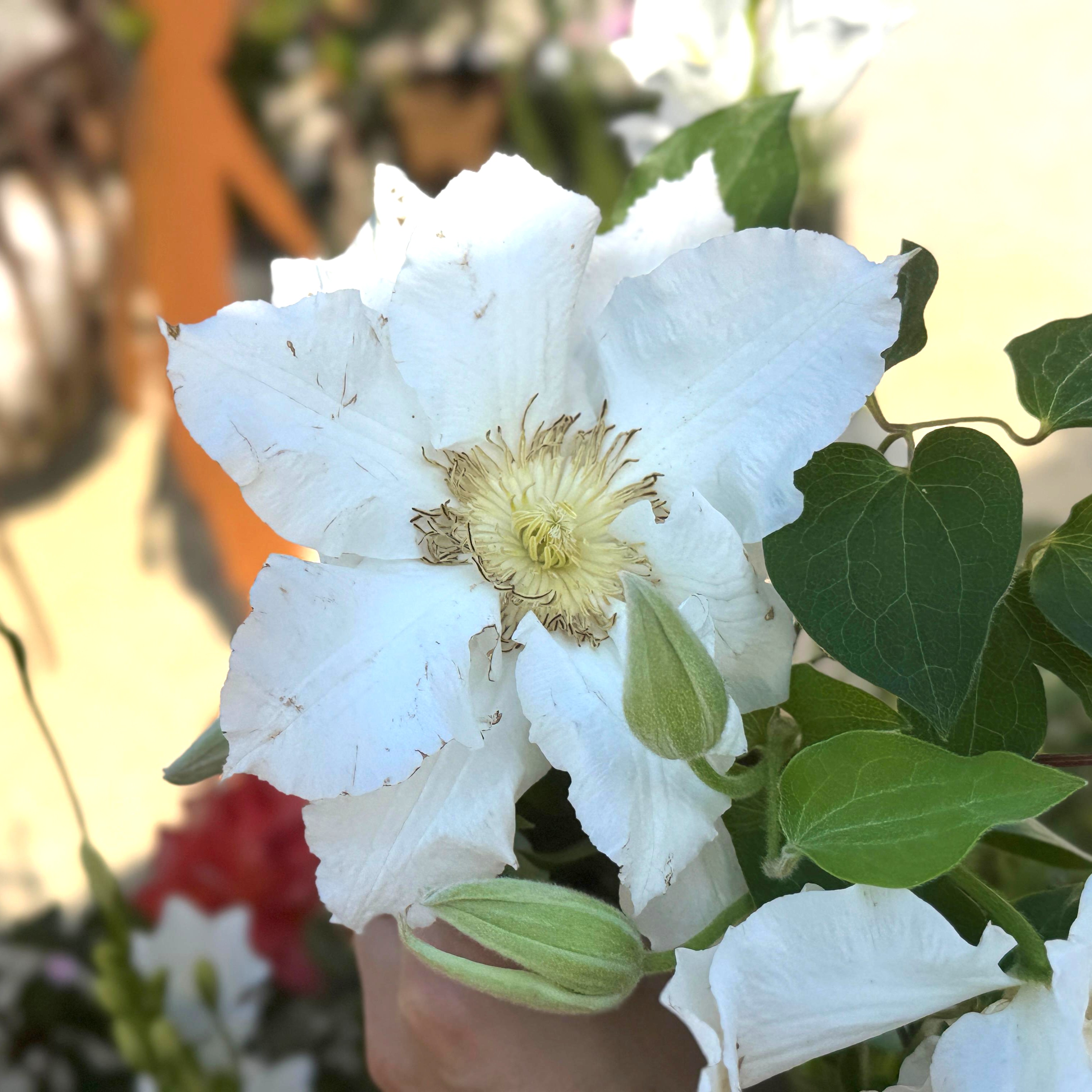 Clematis Hyb. Saalomon