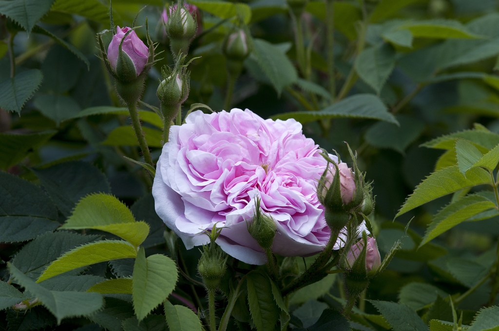 Königin von Dänemark