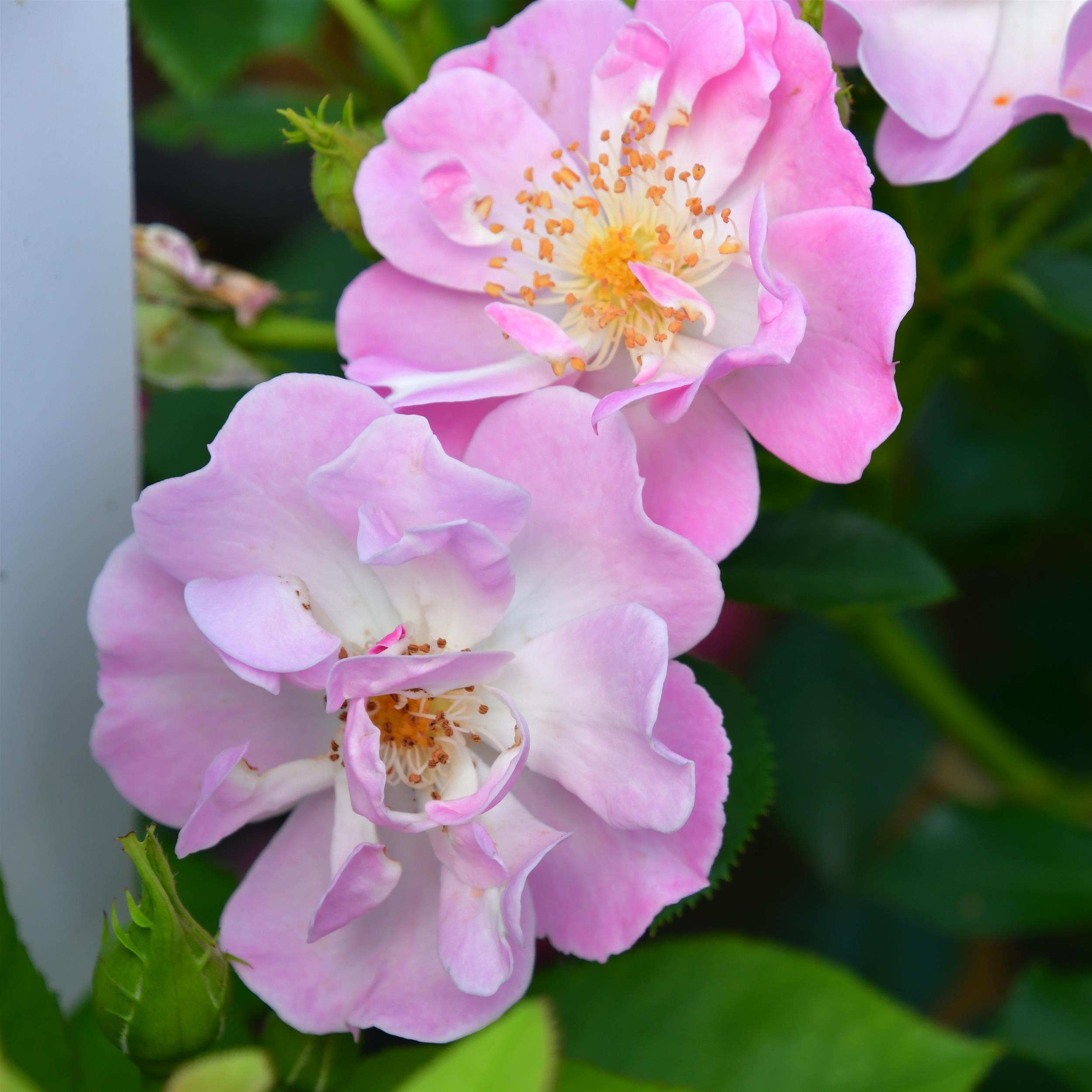 Lakeland Rose
