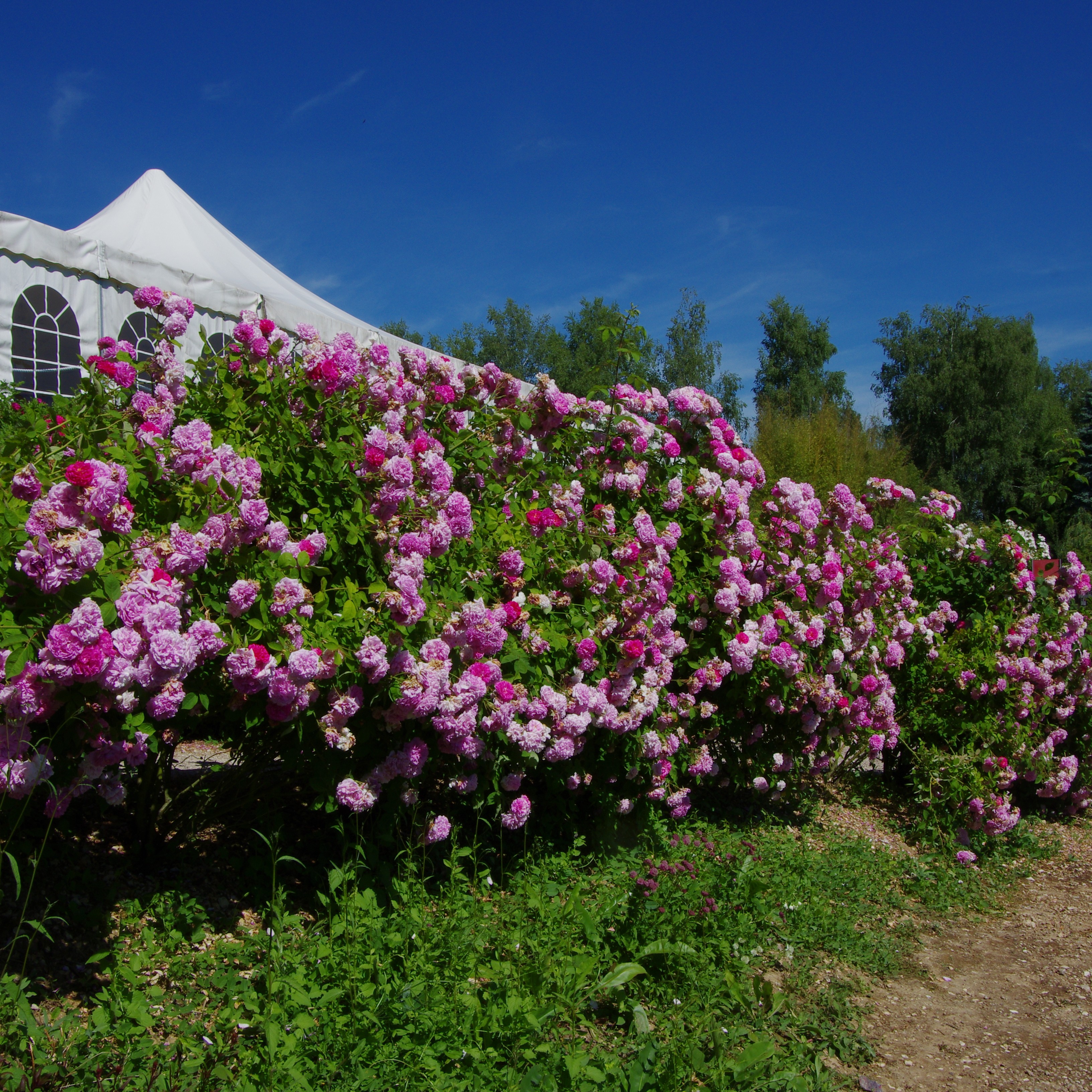 3 x Marbled Gallica im Bio-Container - Hagebuttenrosenhecke
