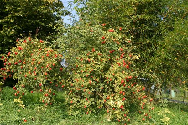Rosa scarmanii