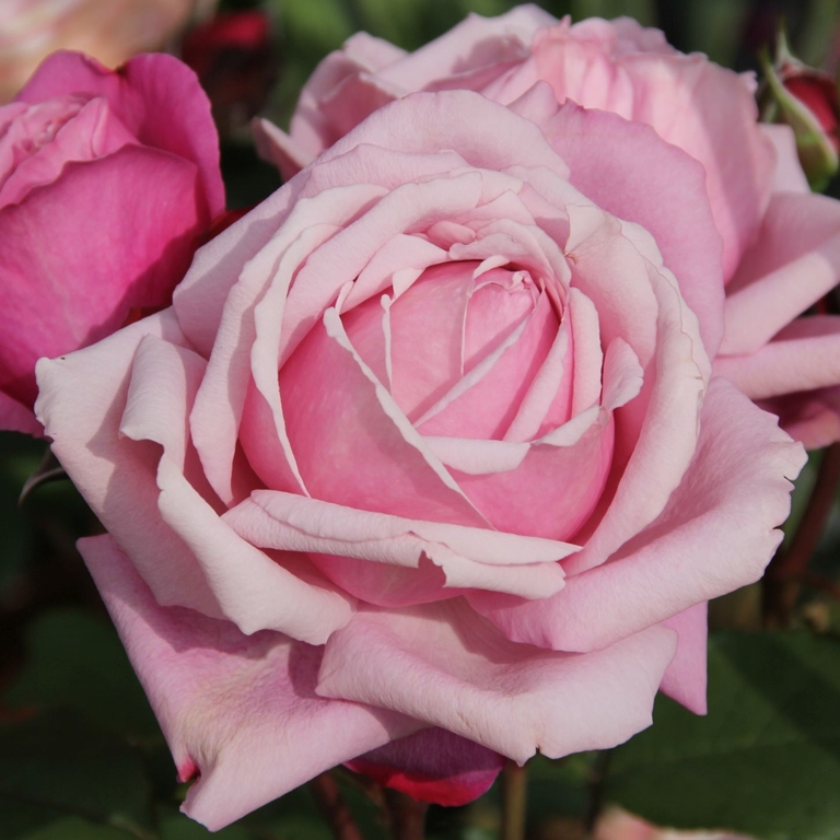 Soeur Emmanuelle/ Dieter Müller